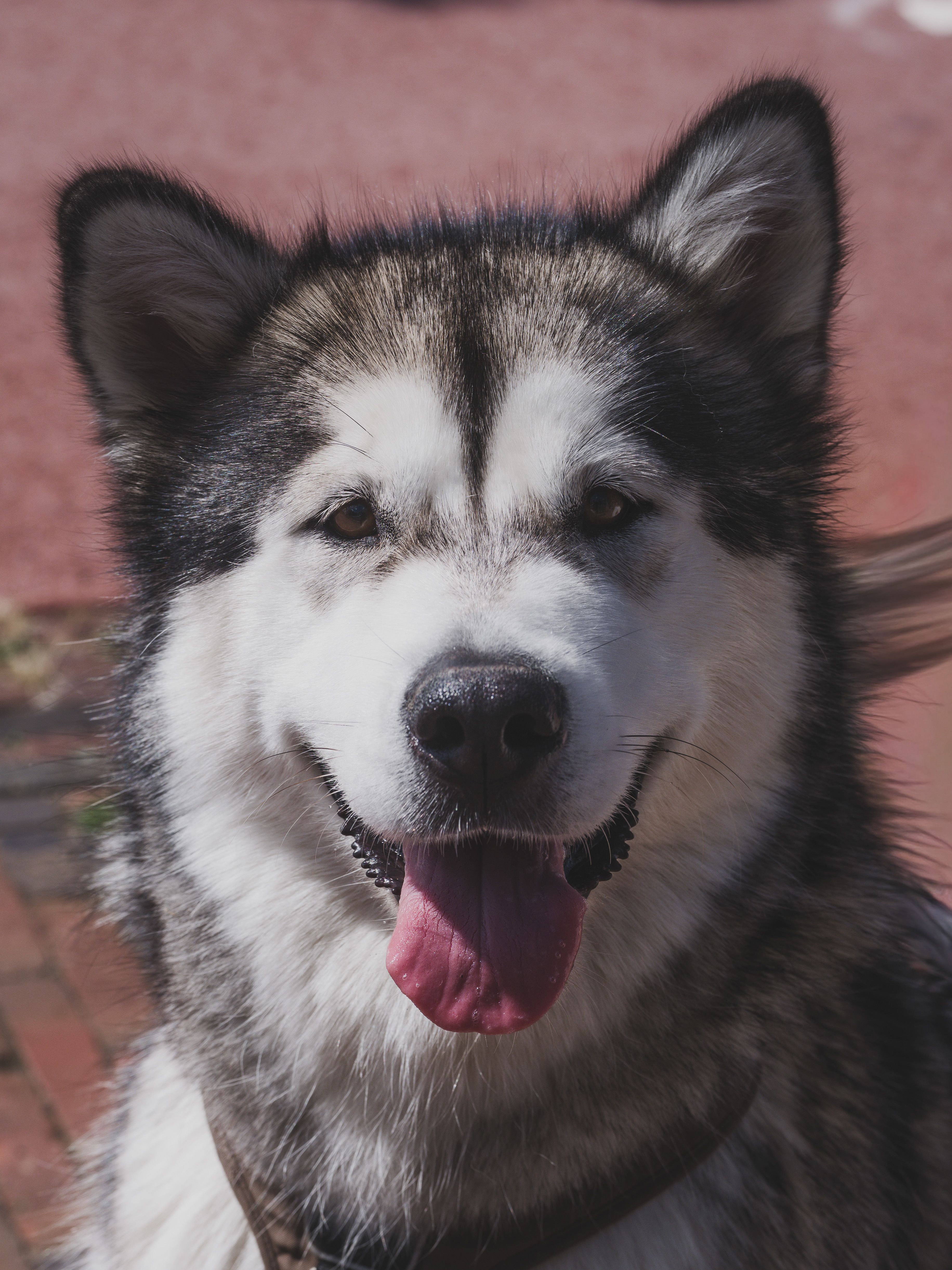 Close-up portrait of a leashed Alaskan Malamute outdoors in Almere.