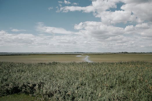 A sprawling view of a wetland in Hungary with lush vegetation and a cloudy sky.