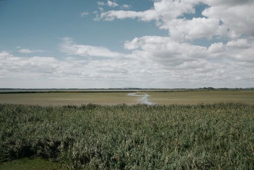 Free A sprawling view of a wetland in Hungary with lush vegetation and a cloudy sky. Stock Photo