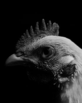 Striking black and white hen portrait showcasing the intricate details of feathers and comb.
