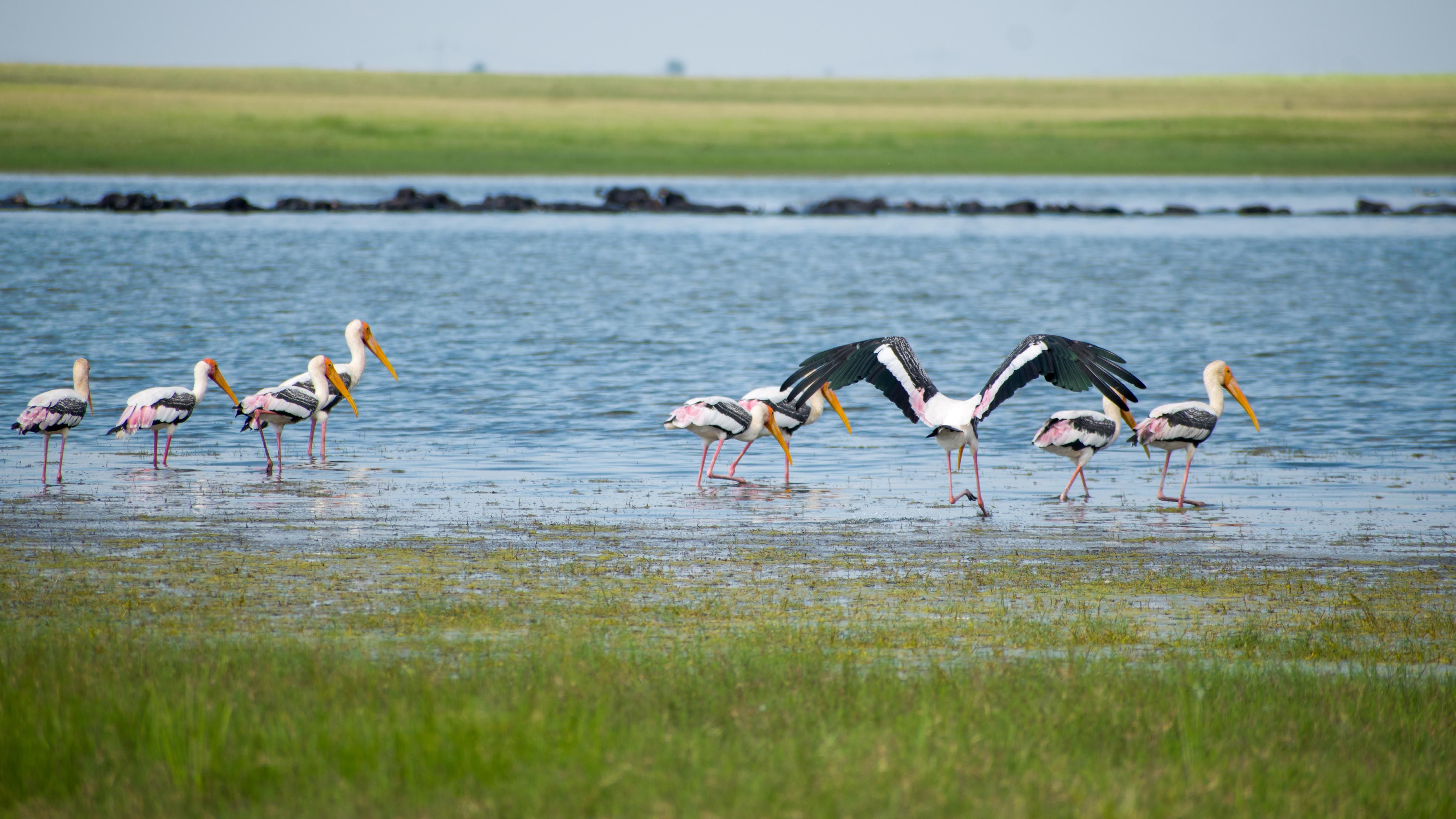 A serene capture of painted storks wading in the water at Sri Ram Sagar, Telangana, India.