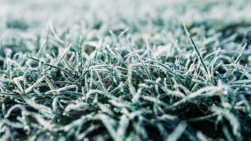 Green Grass in Close Up Photography