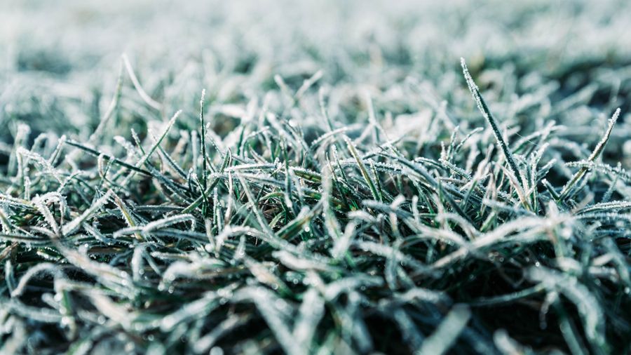 Macro shot of frost-covered grass blades capturing a serene winter morning feel.