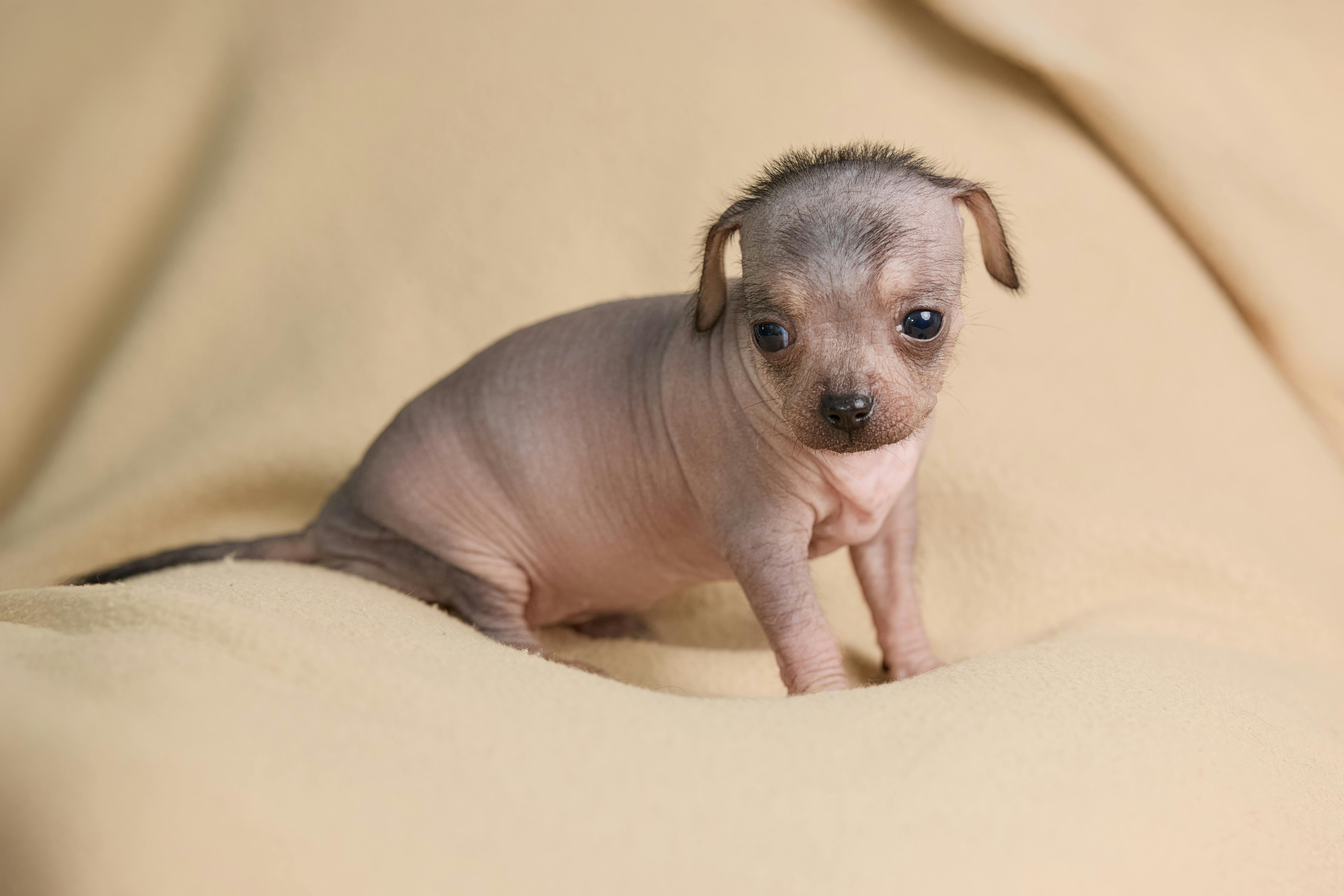 Pet care: Solving puppy tooth troubles and grooming gaffes — Photo by Erwin Bosman on Pexels