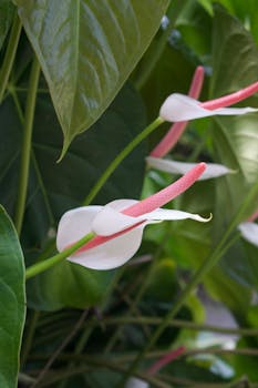Detailed view of elegant white anthurium flowers with lush green leaves in a tropical garden setting.