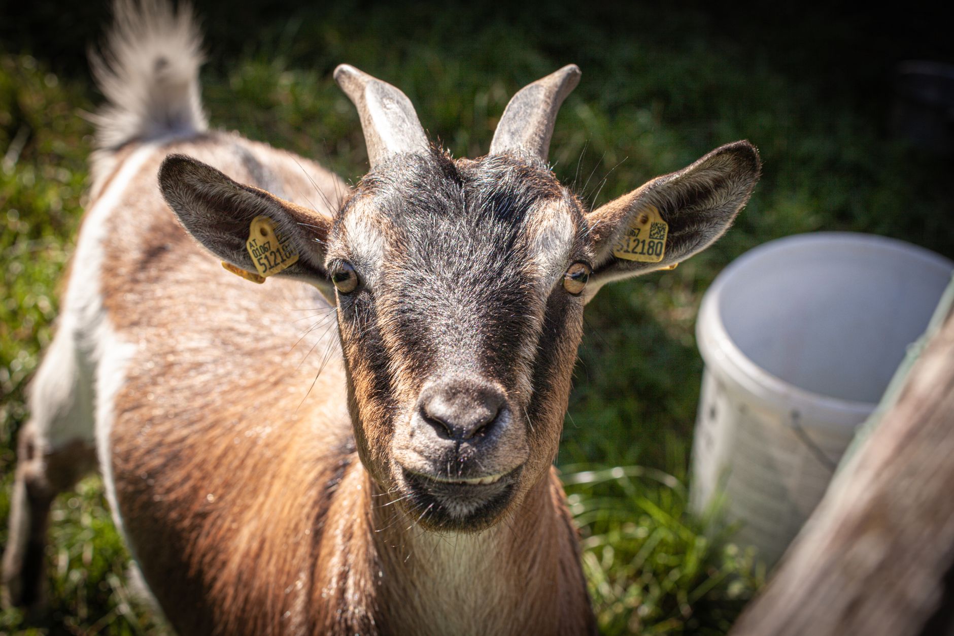 Portrait of a goat at a veterinary clinic