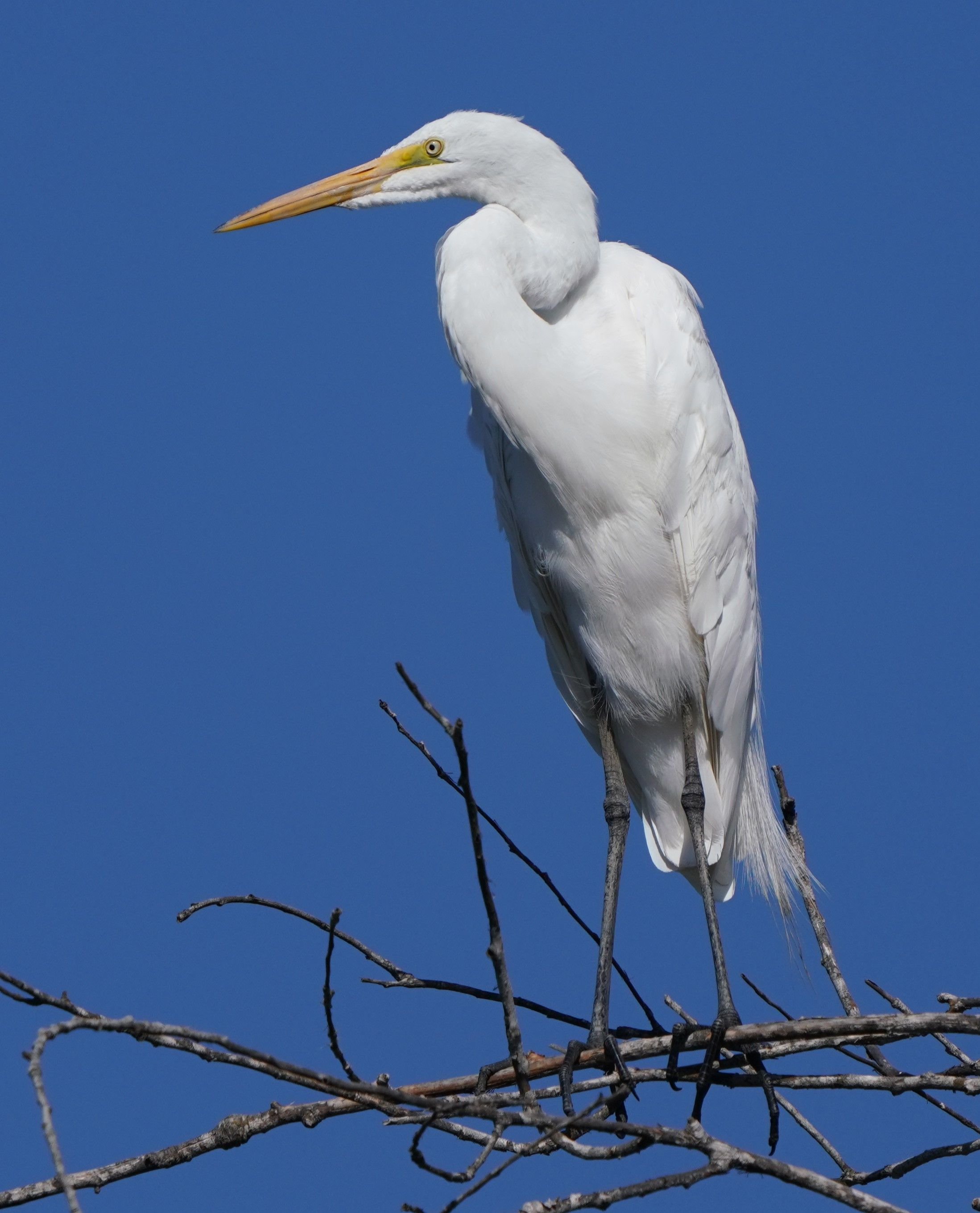 A Great Egret perched majestically on a branch against a clear blue sky in Goleta, California.