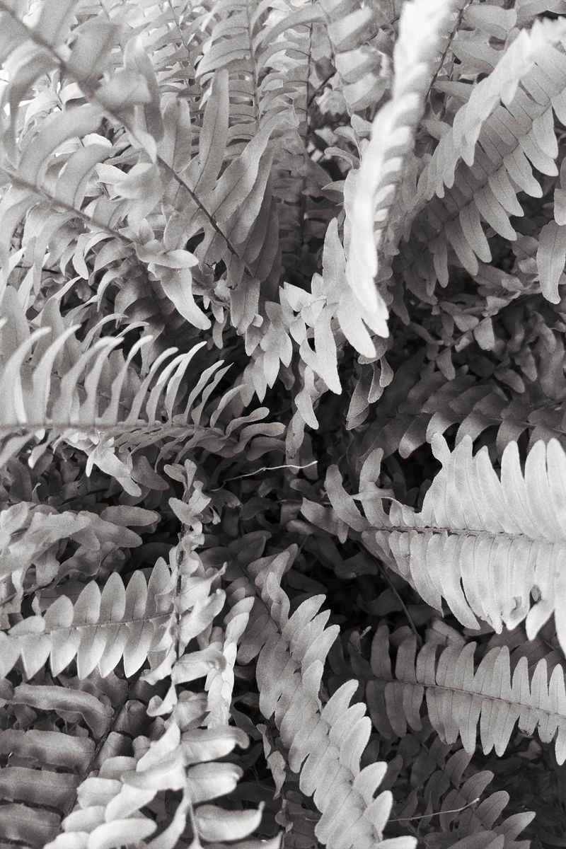 Close-up of fern leaves in black and white, photo by Jonathan Cooper on Pexels