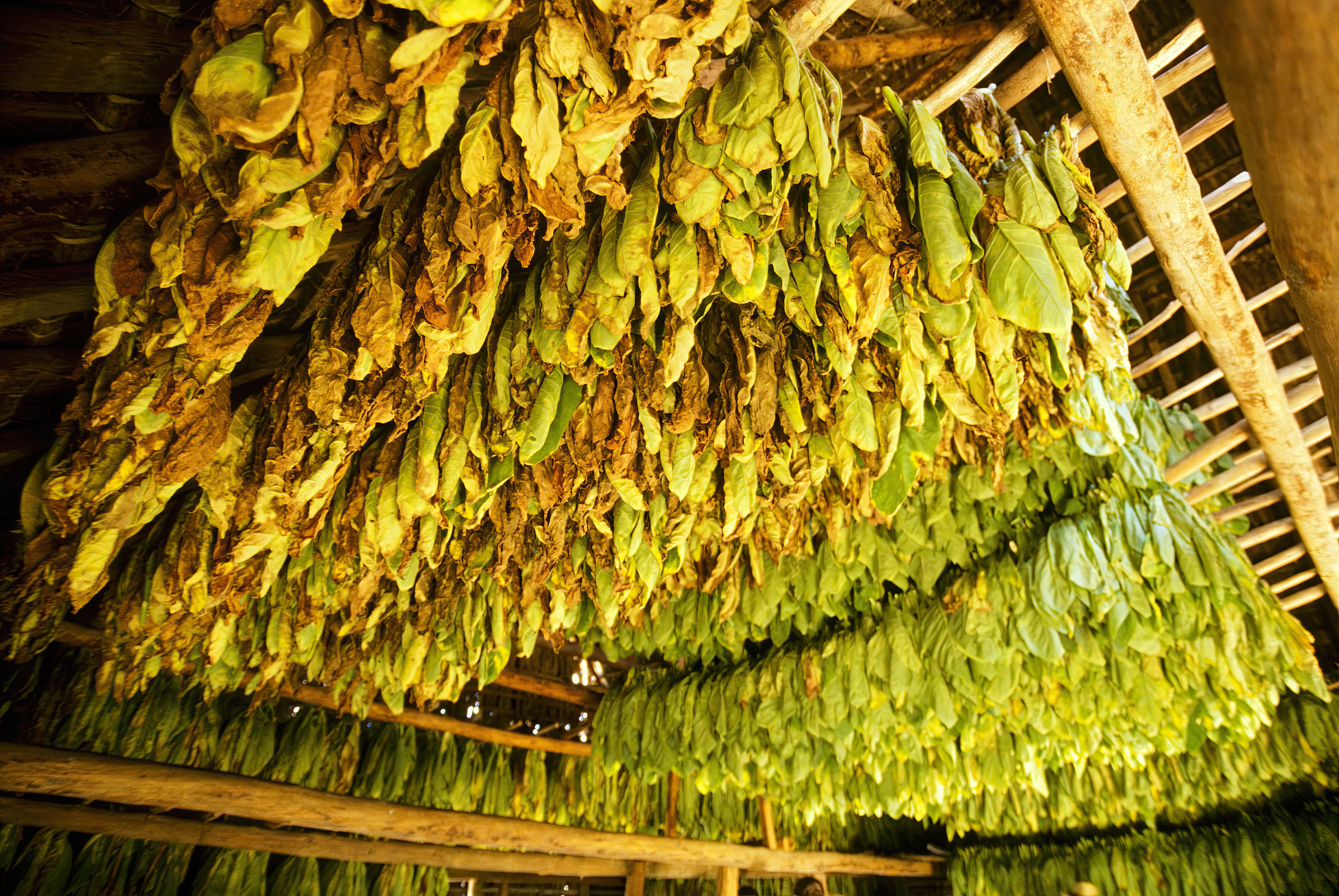 Tobacco leaves hanging to dry in a traditional barn in Cuba.