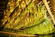 Tobacco leaves hanging to dry in a traditional barn in Cuba.
