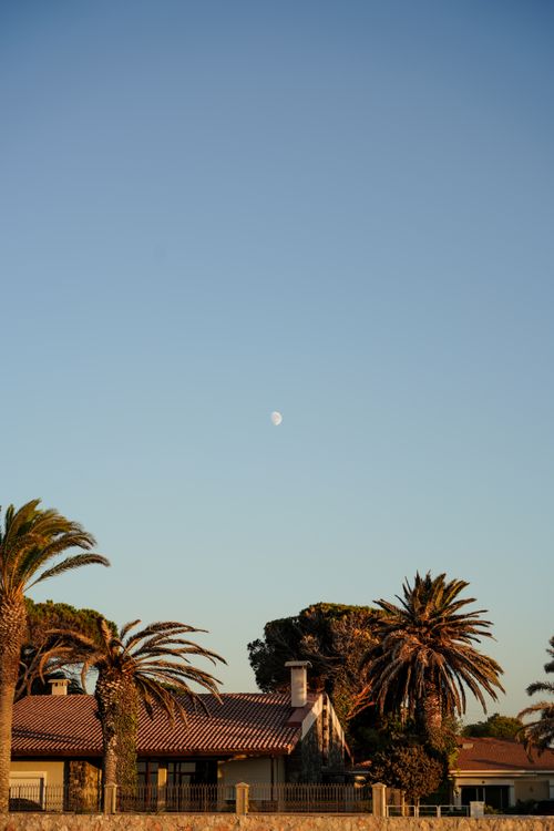 Free Picturesque suburban scene with palm trees and moon in blue sky at sunset. Stock Photo