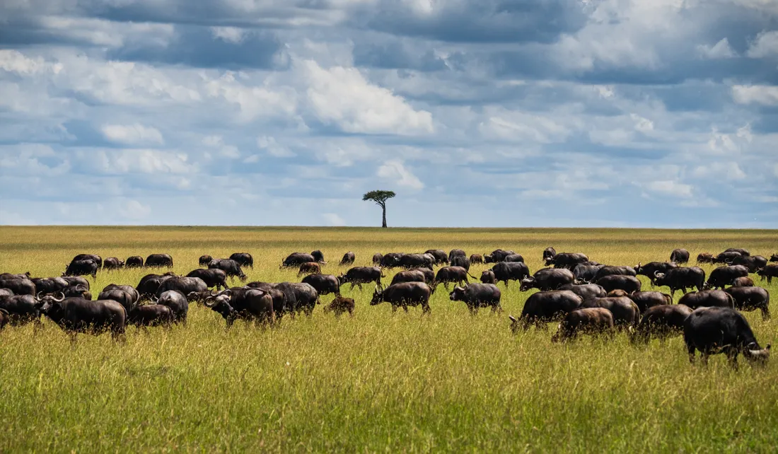 Masai Mara