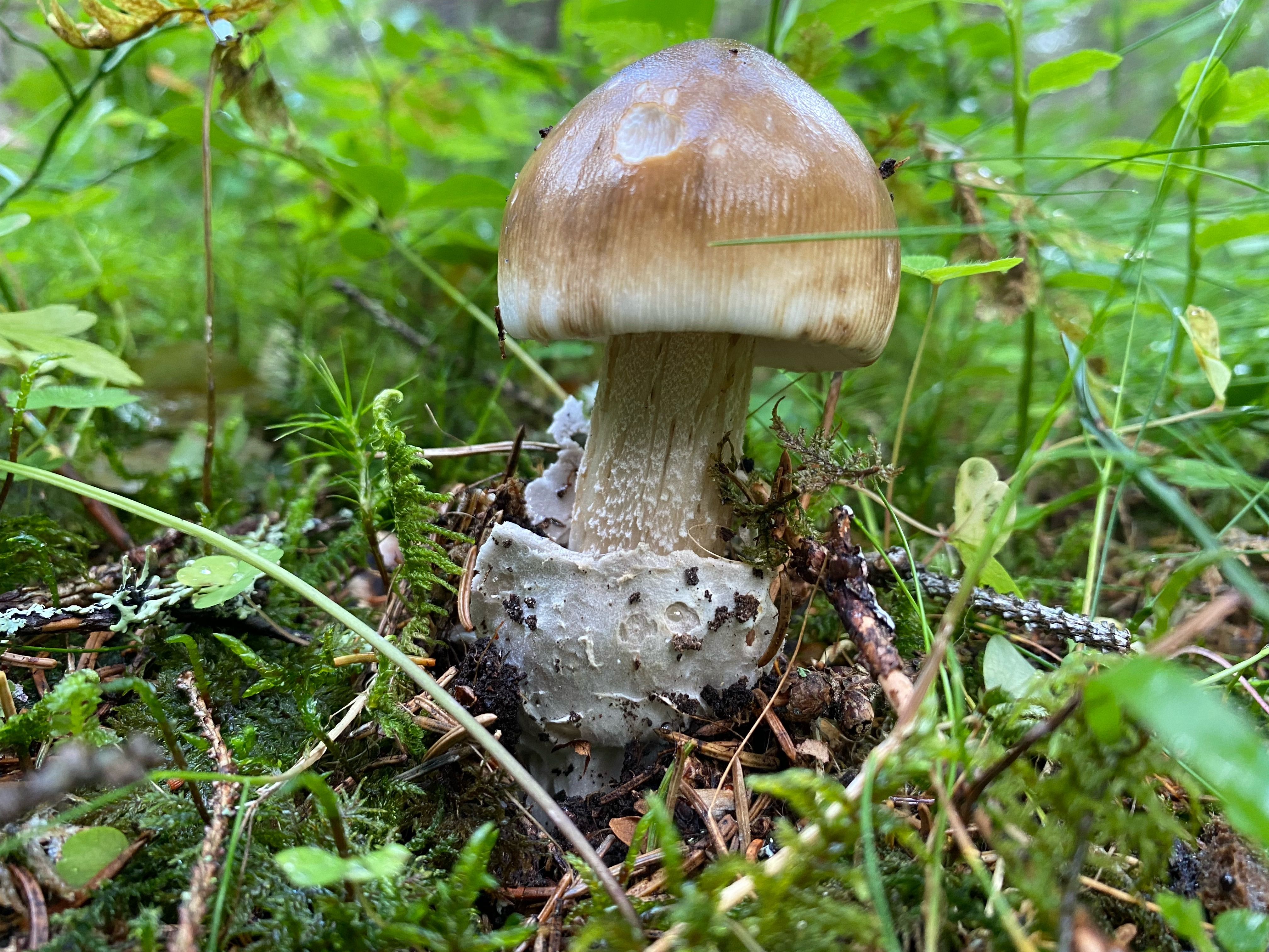 Gratis Close-up jamur Amanita di lantai hutan yang rimbun. Foto Stok