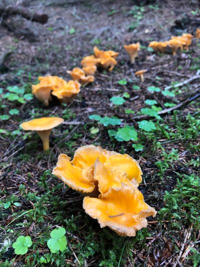 Orange chanterelles on a forest floor