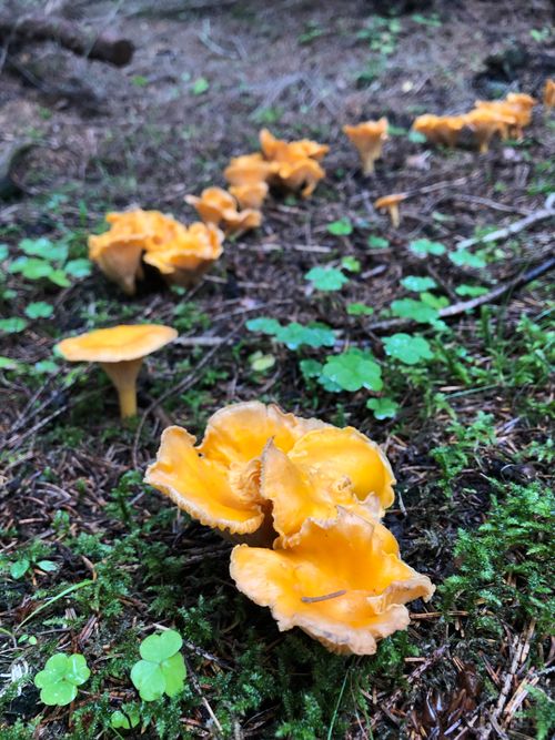 Orange chanterelles on a forest floor