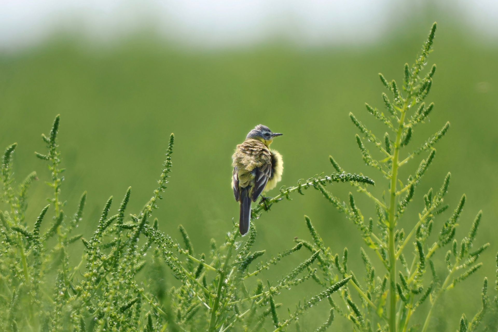 A small bird perches gracefully on green foliage, captured in a serene outdoor scene.