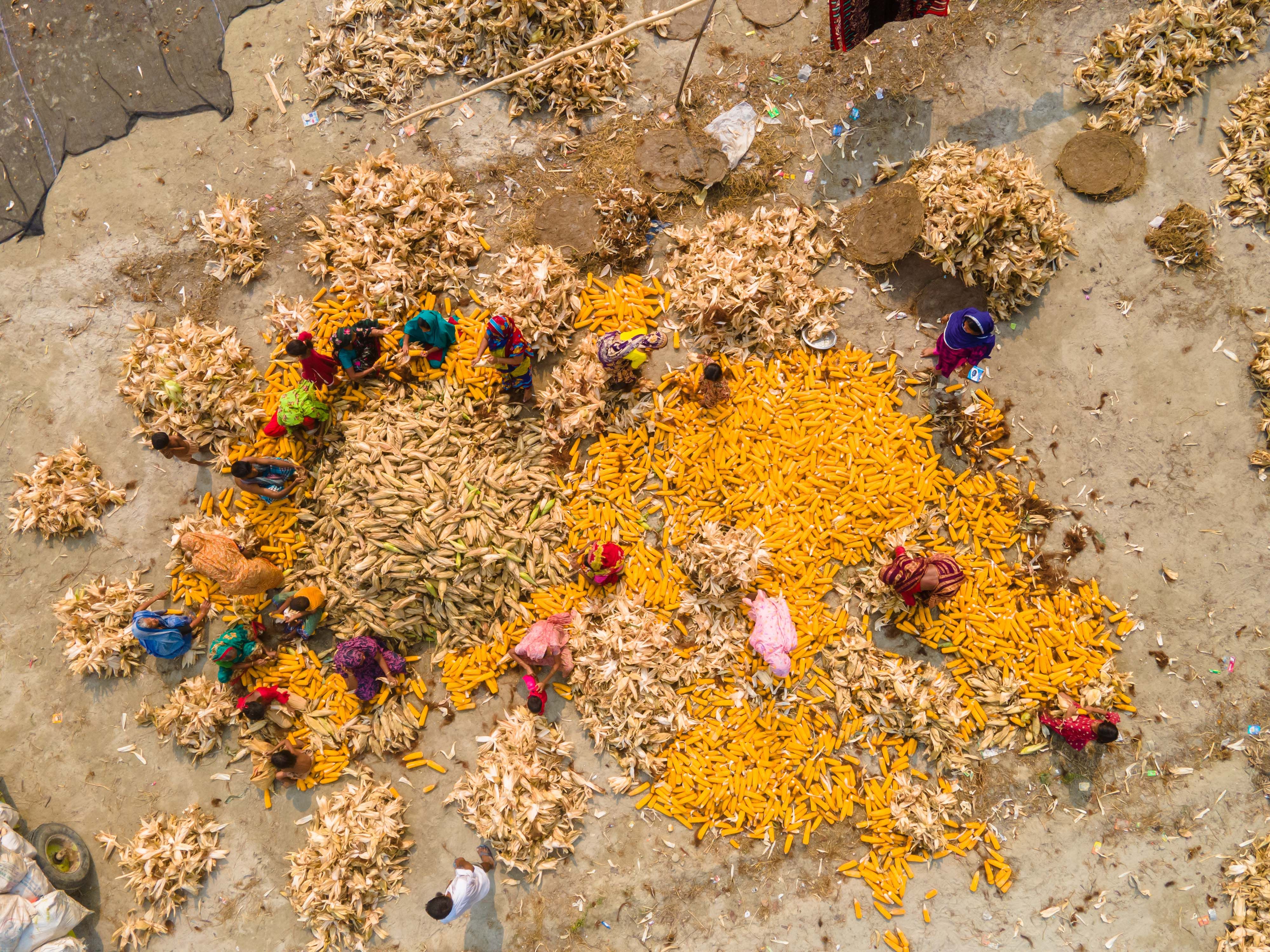 National Corn Growers Association and Ag Data Transparent Release Transparency Principles for Ag Carbon — Photo by Rakibul al