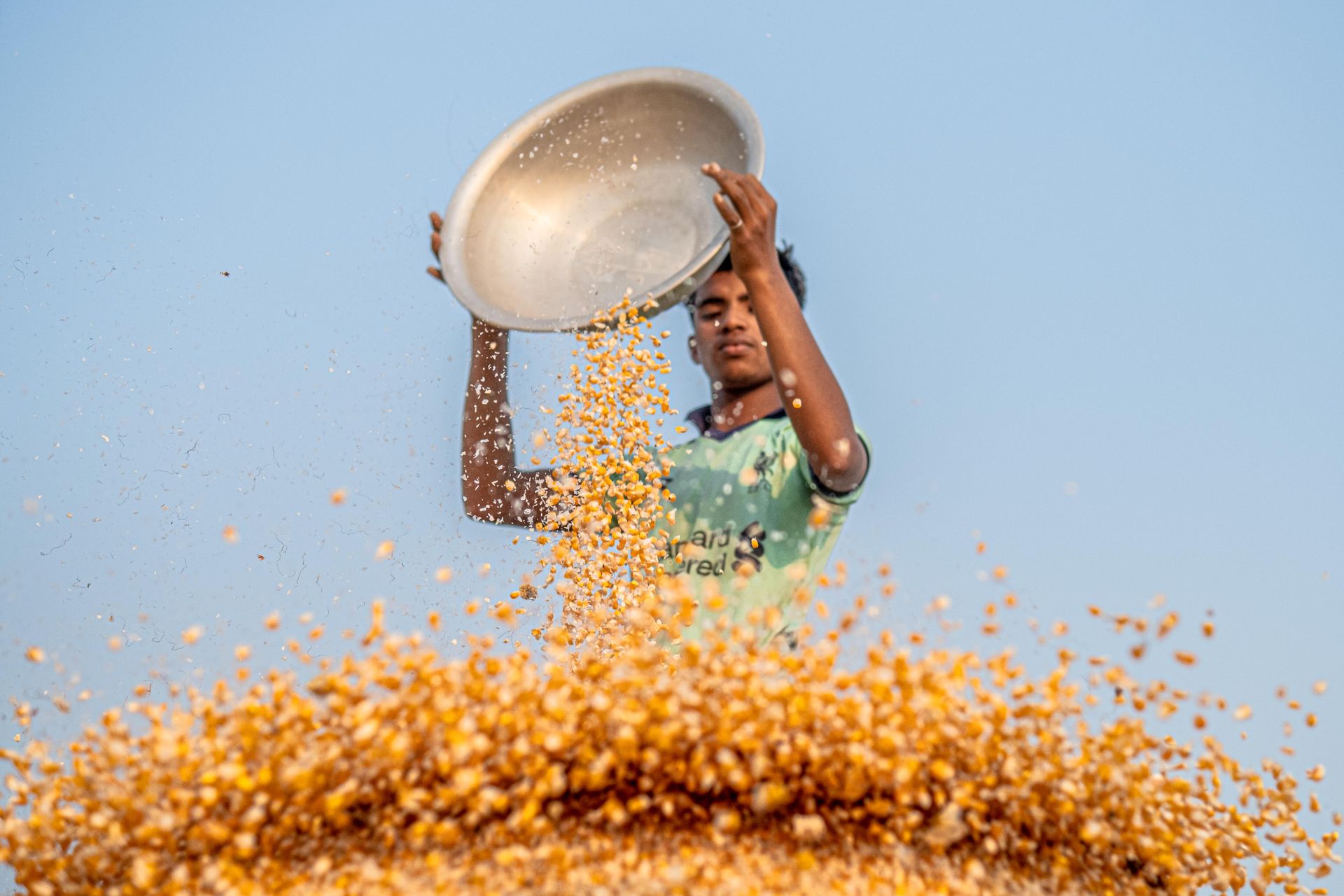 A young farmer winnowing corn kernels on a sunny day, capturing traditional agricultural practices.