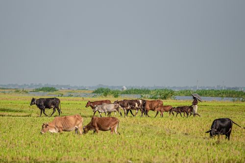 Free A peaceful scene of cows grazing in an expansive green field under a clear sky. Stock Photo
