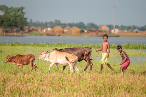 Free Two children herding cattle in a rural landscape near a waterbody, highlighting traditional lifestyle. Stock Photo