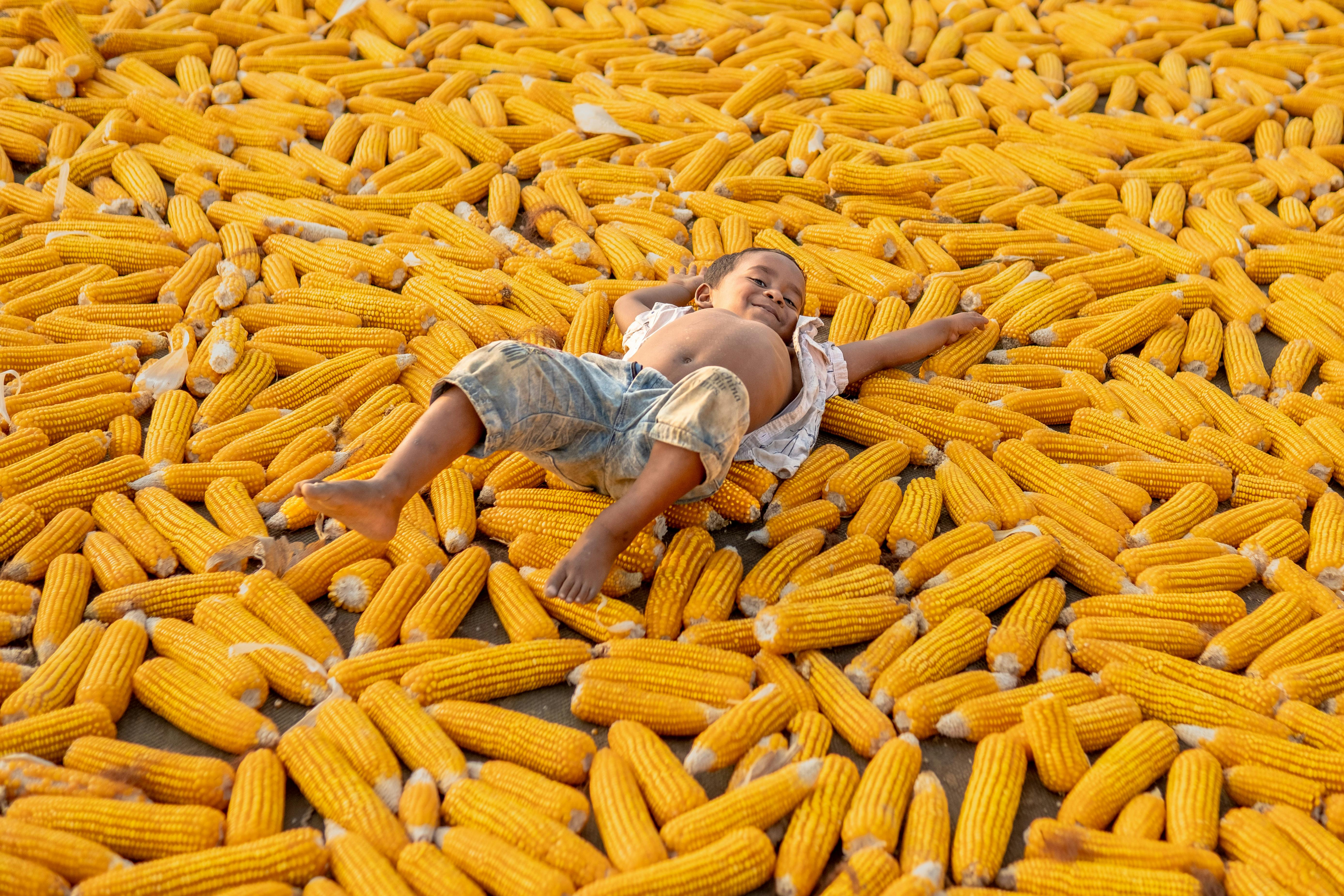 National Corn Growers Association and Ag Data Transparent Release Transparency Principles for Ag Carbon — Photo by Rakibul al