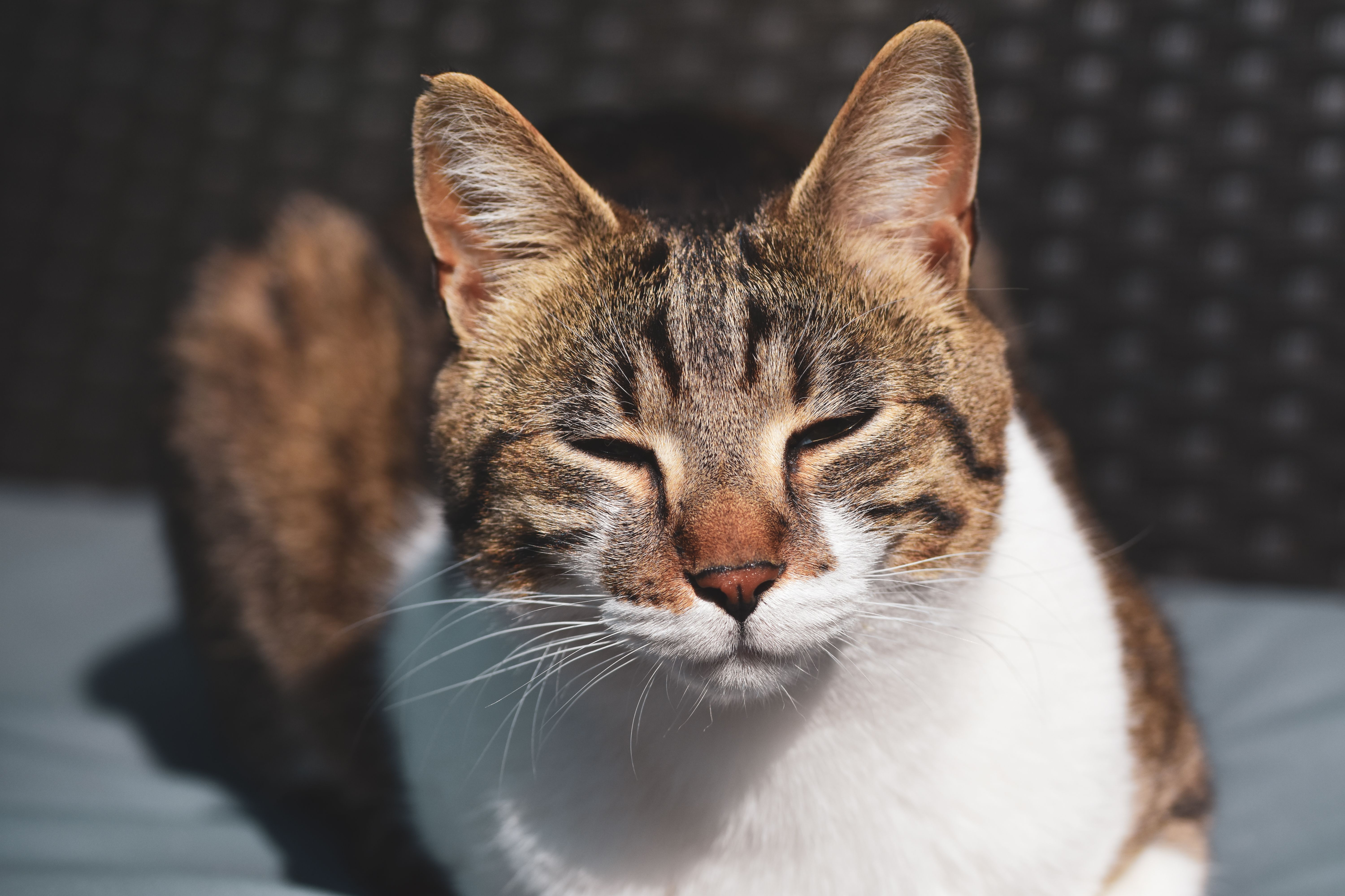 Portrait of a Relaxed Tabby Cat in Sunlight · Free Stock Photo