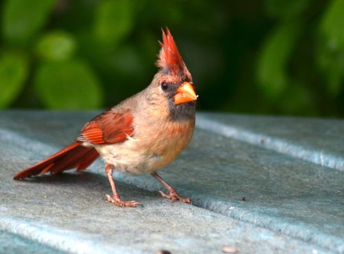 Free A vibrant female Northern Cardinal standing on a surface outdoors with lush green background. Stock Photo