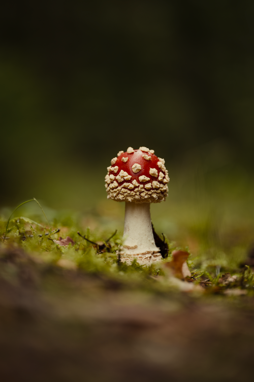 Free A vibrant Amanita muscaria mushroom in a forest, showcasing fall colors. Stock Photo