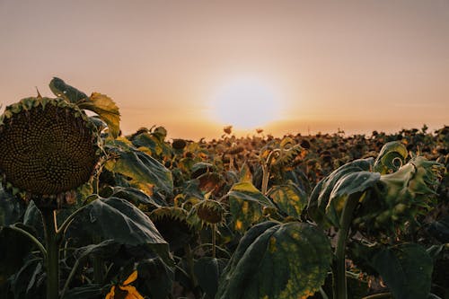 A scenic view of a sunflower field at sunset, with withering sunflowers and a warm, earthy tone.