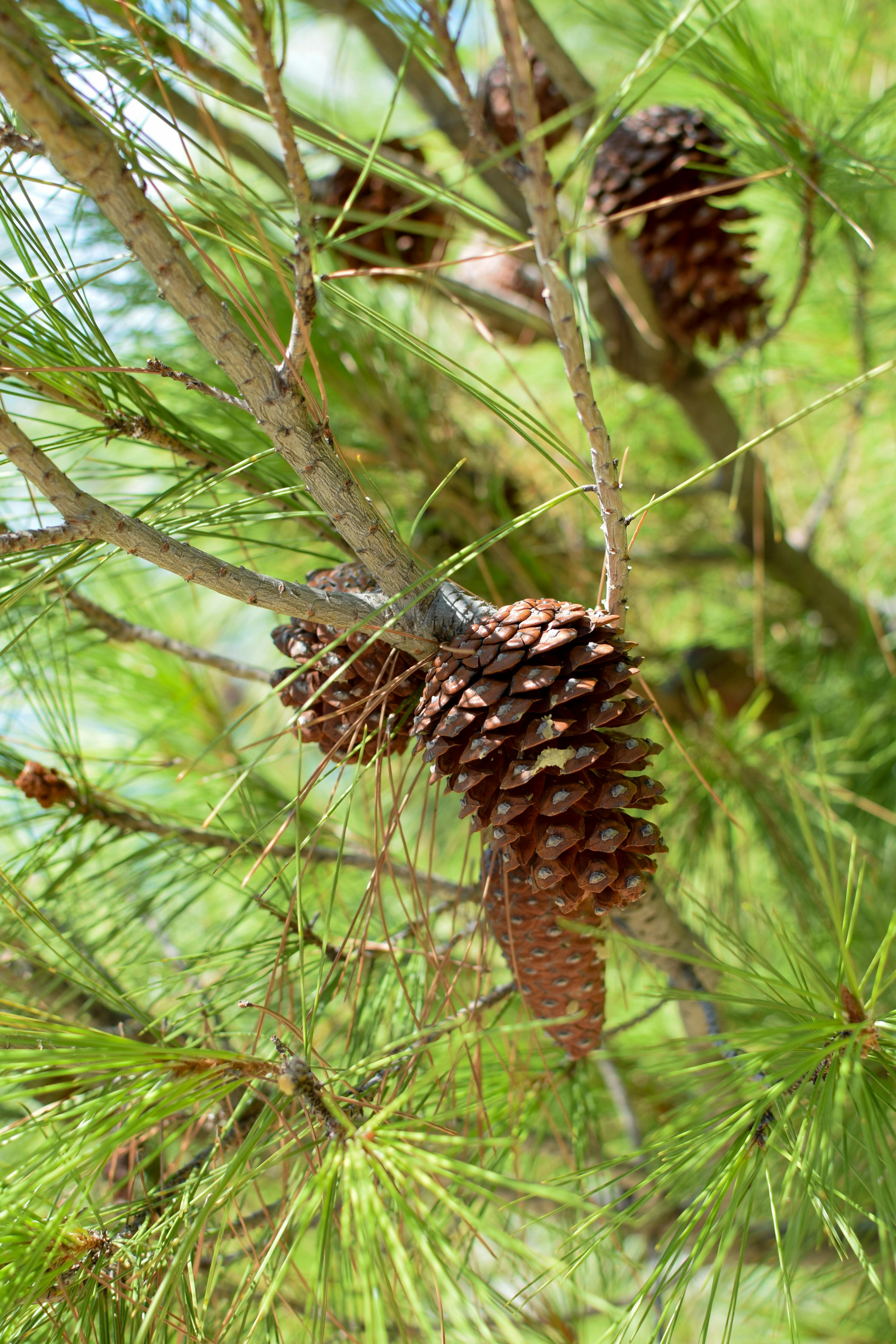 2025東眼山 回森林家 開幕倒數 森感生活與療癒市集等你來體驗