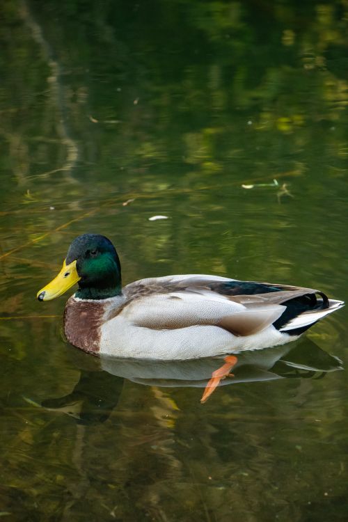 Free A solitary mallard duck with vibrant plumage gracefully swims on a calm pond. Stock Photo