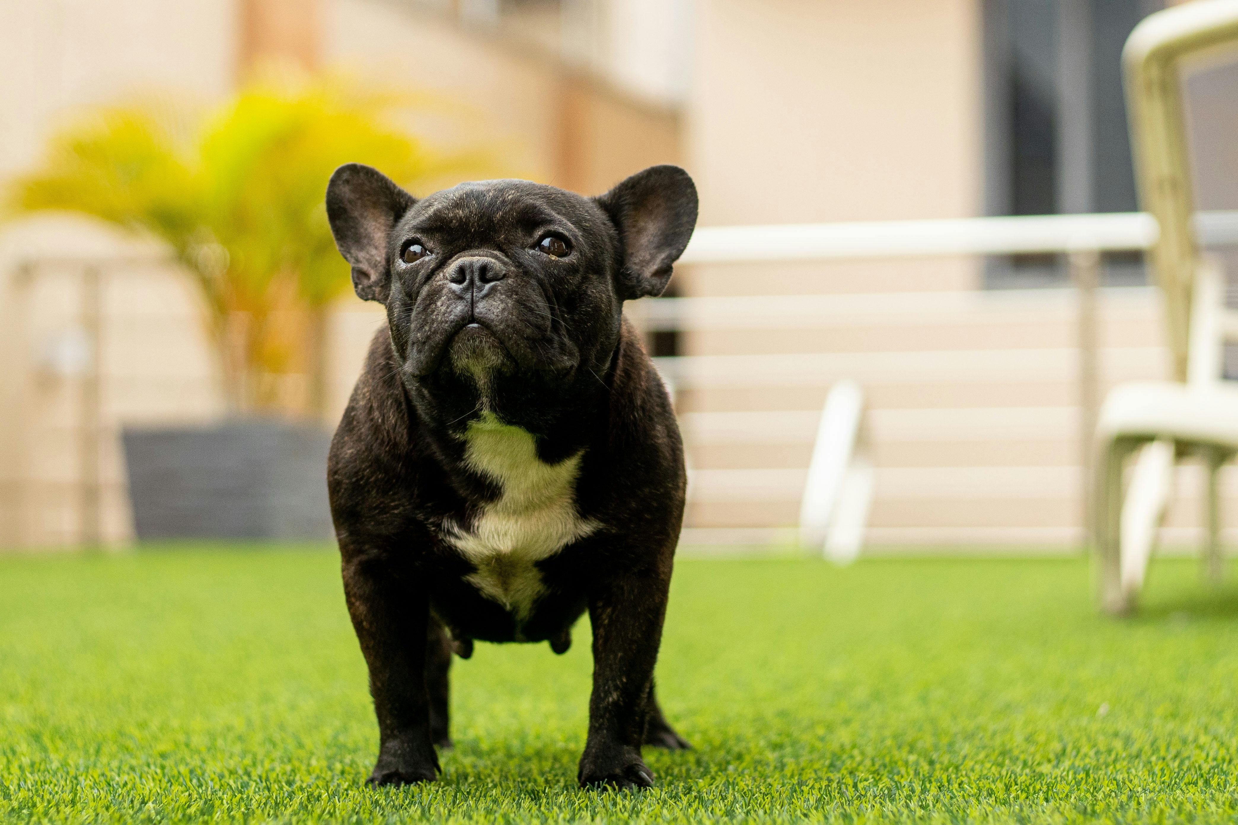 pet insurance pet finance and insurance — Photo by Writchid Snipes on Pexels