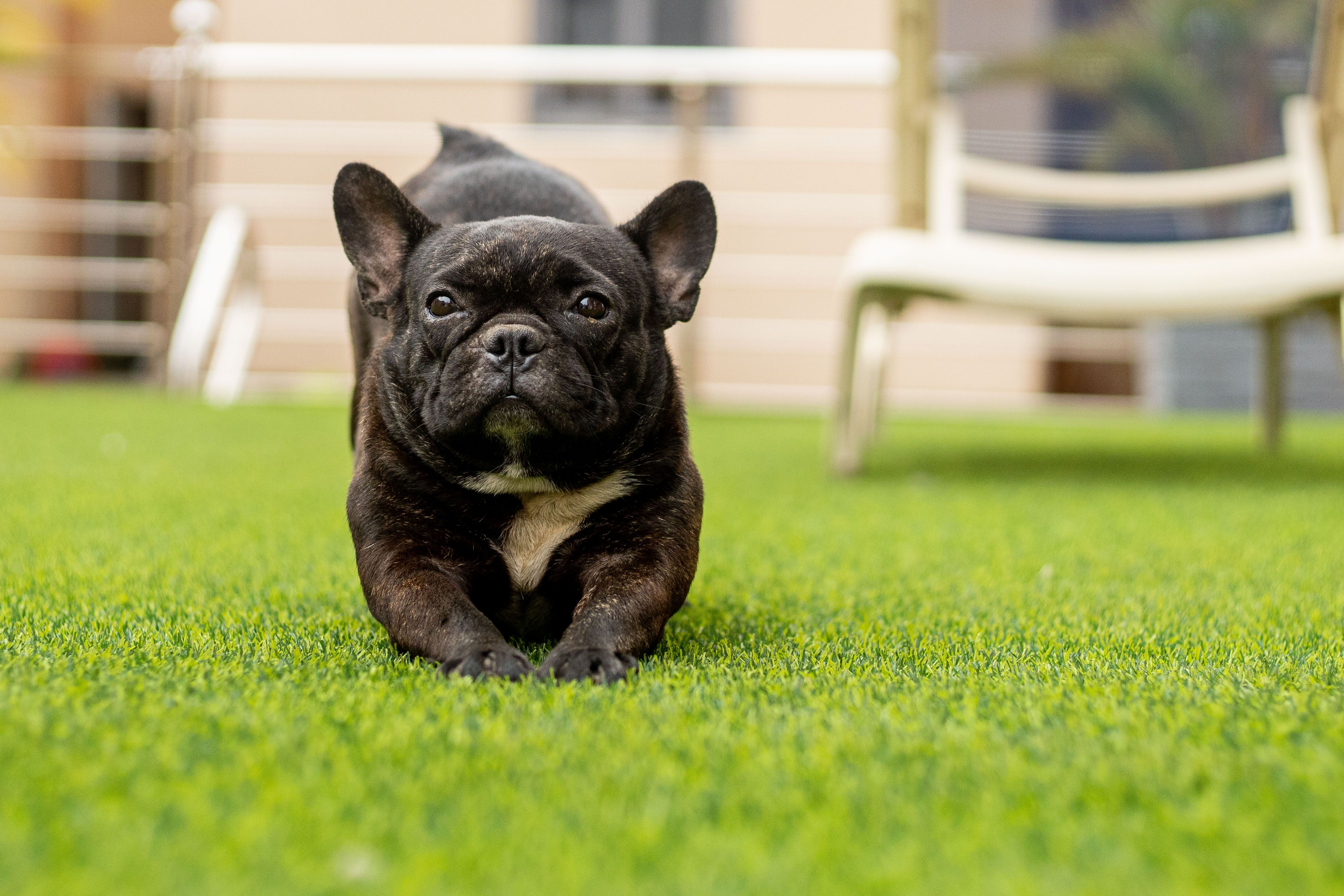 A French Bulldog playfully stretching on a sunny lawn, perfect for pet lovers.