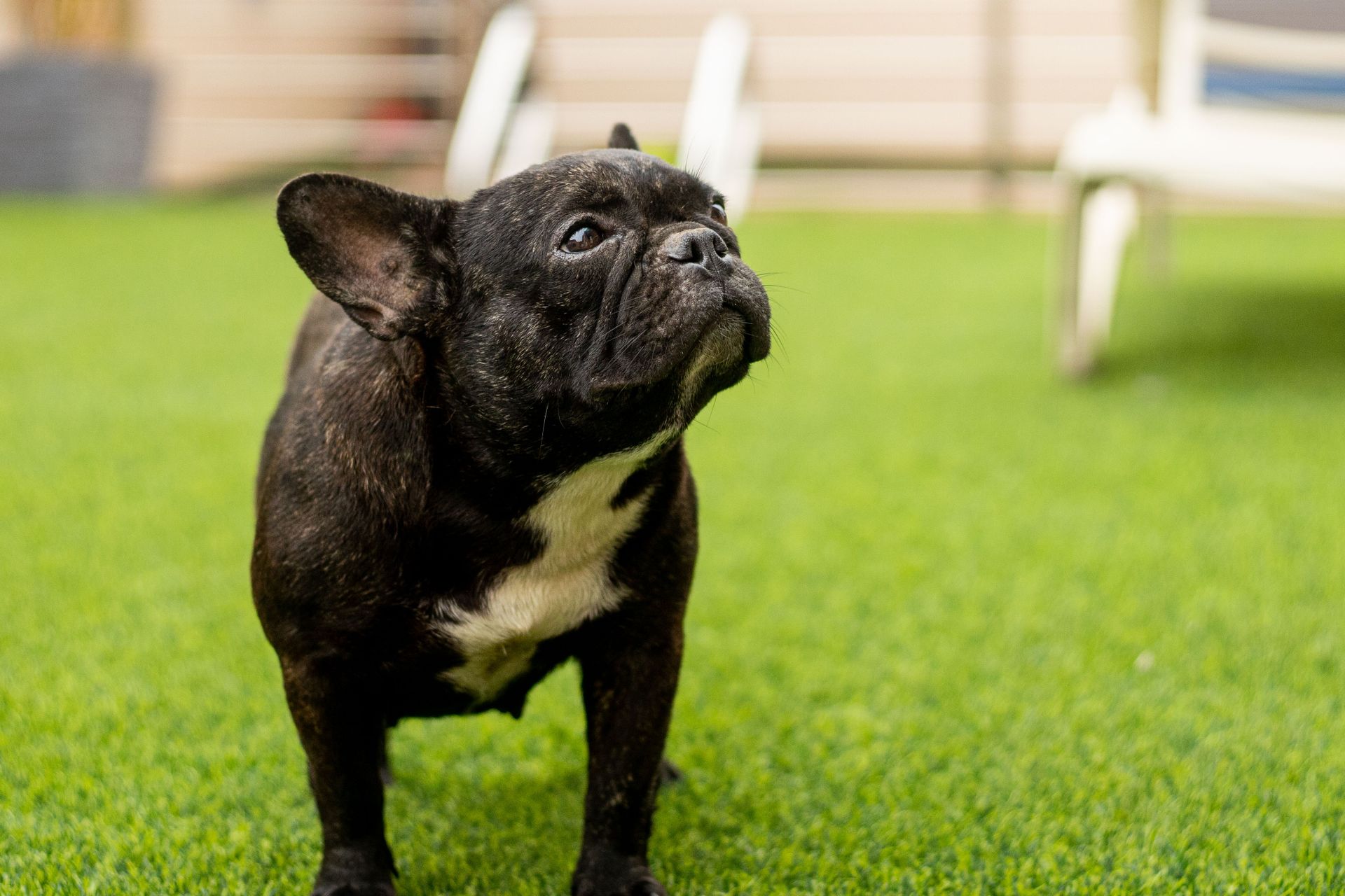 Frenchie or French Bulldog