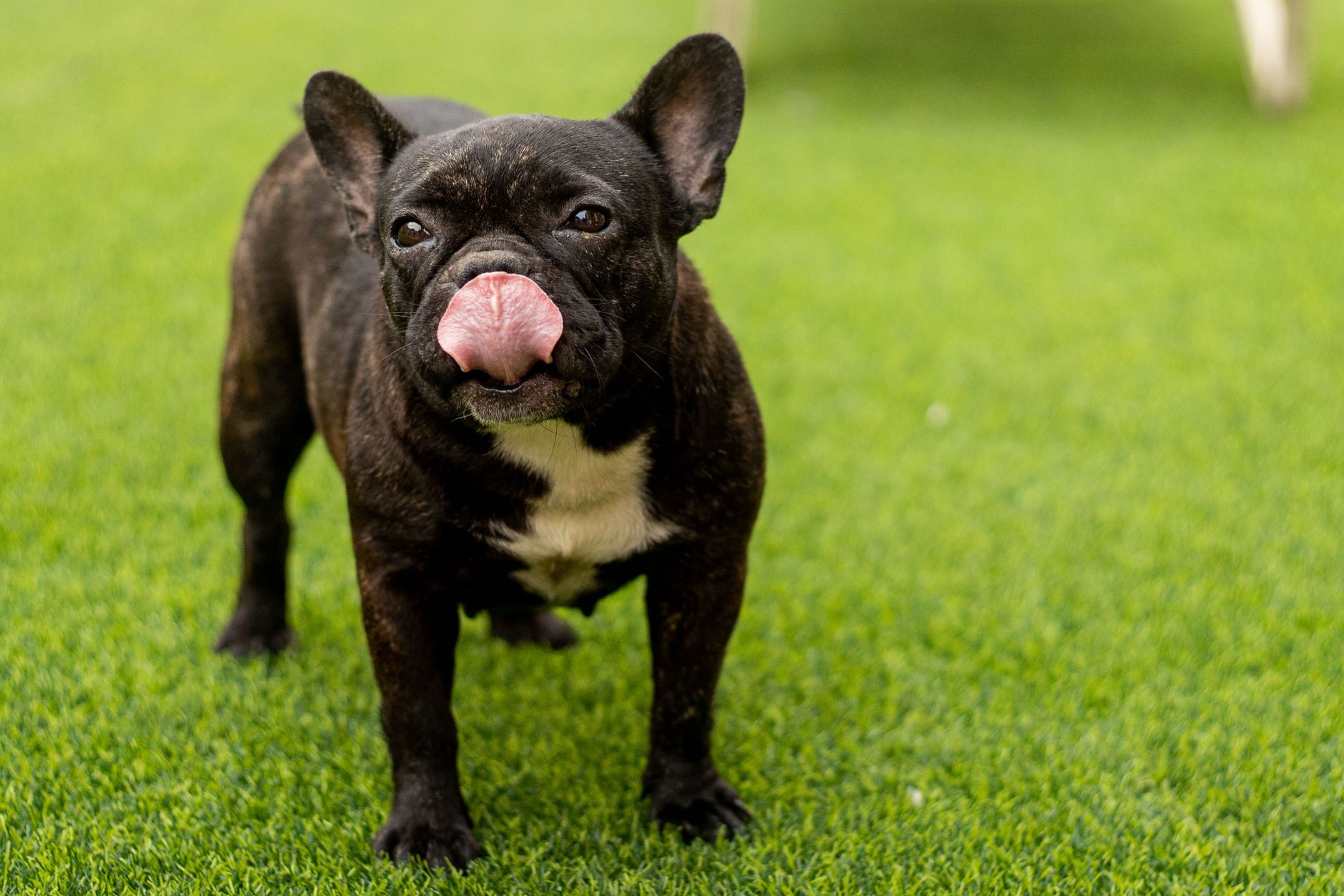 Top 5 Things You Must Know Before Getting a Frenchie