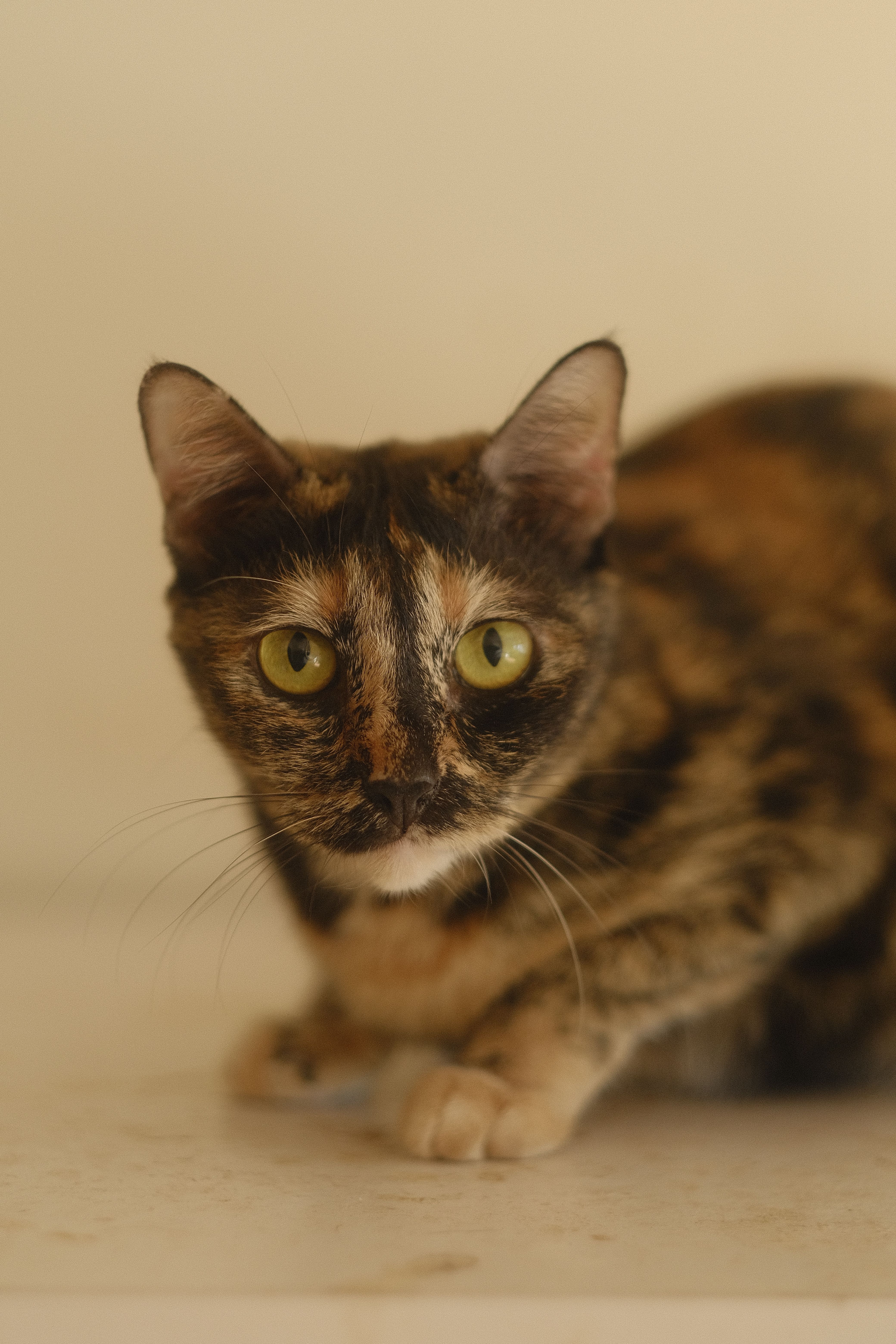 A tortoiseshell cat with green eyes in a neutral indoor setting.