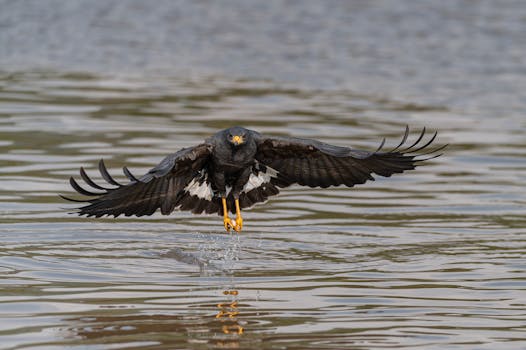 Black hawk flying low over water with wings spread wide, capturing a sense of power and freedom.
