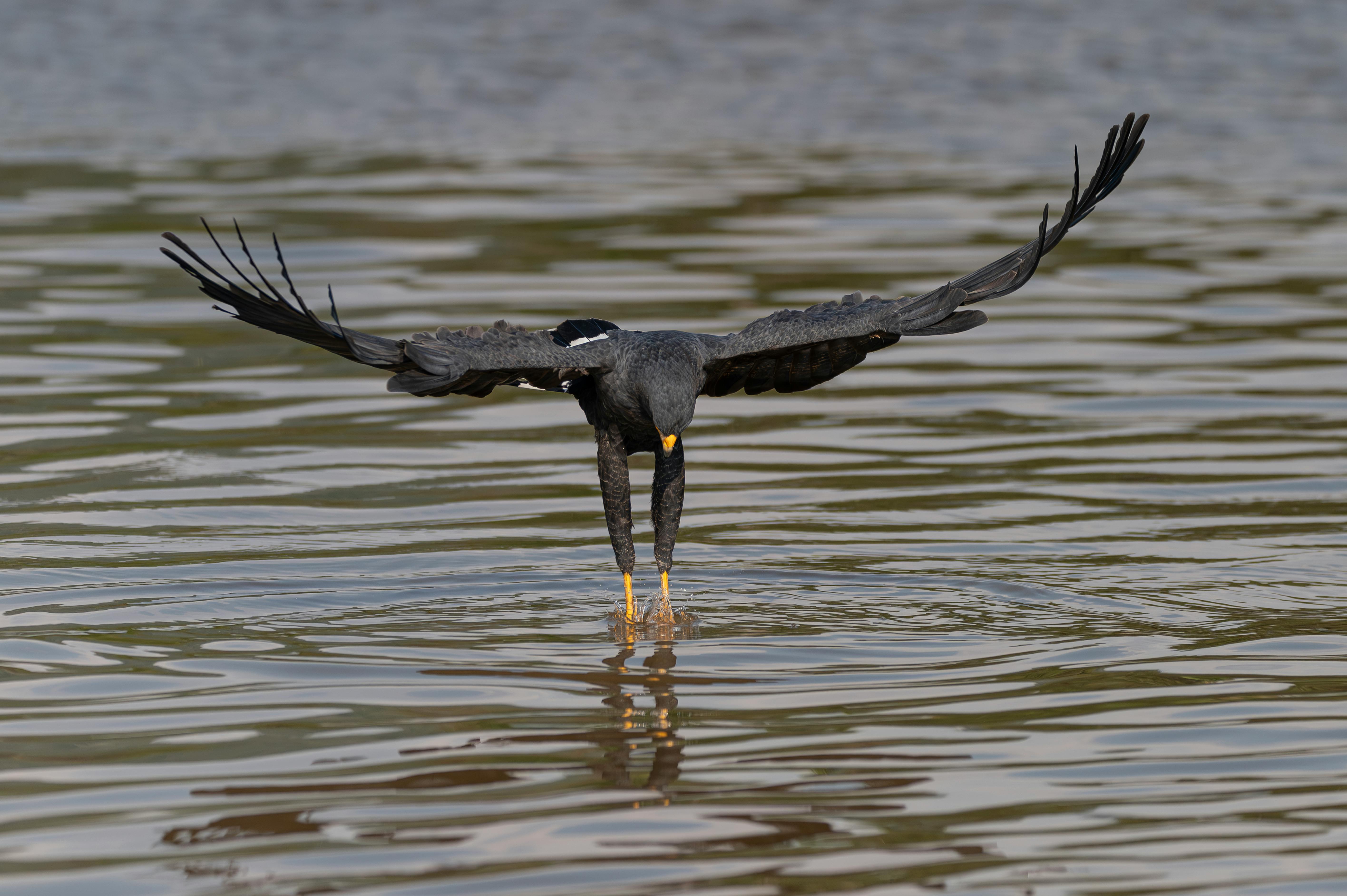 So Near So Wild 猛禽生活主題展在東勢林業文化園區修理工廠盛大開展