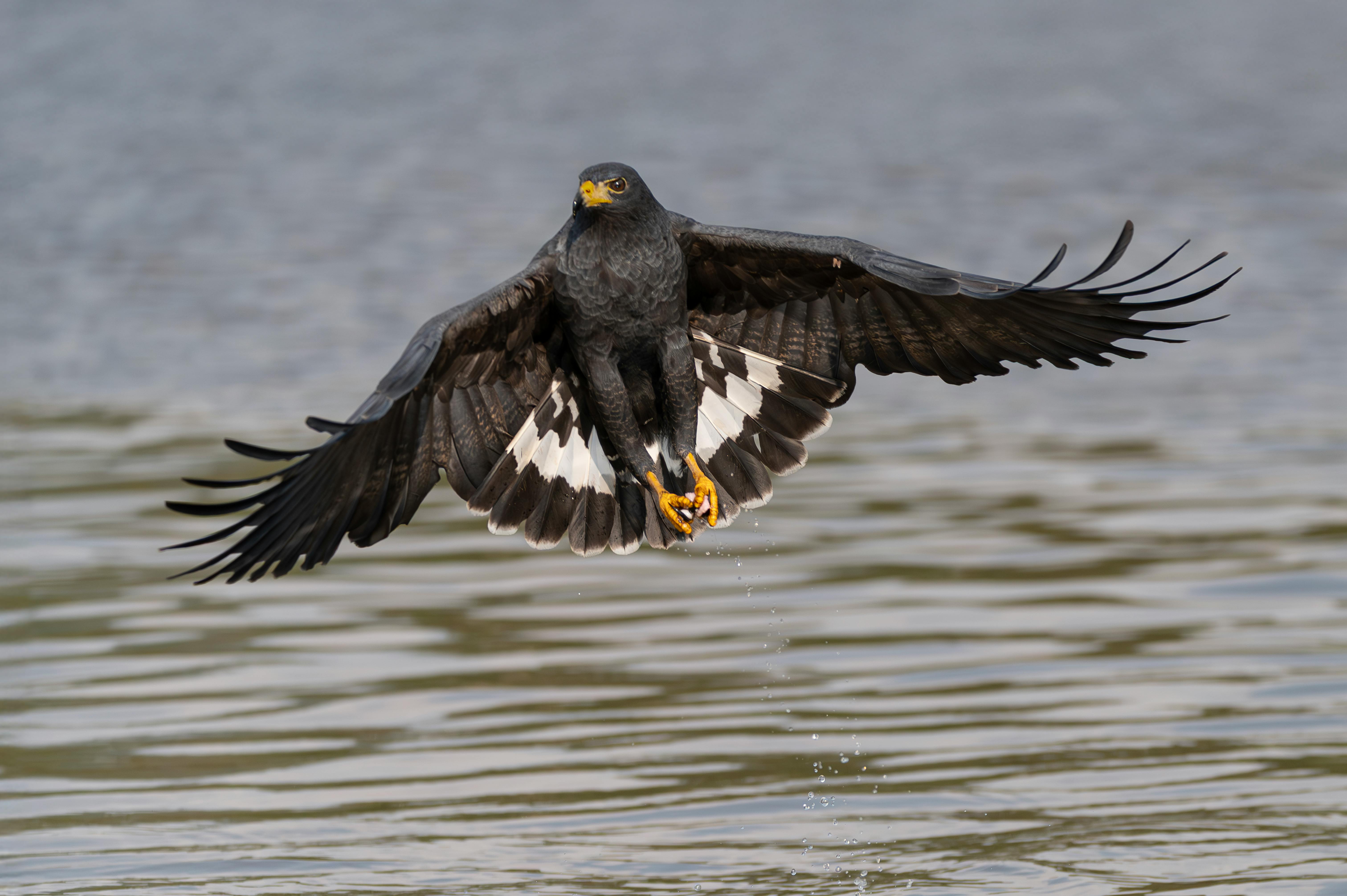 So Near So Wild 猛禽生活主題展在東勢林業文化園區修理工廠盛大開展