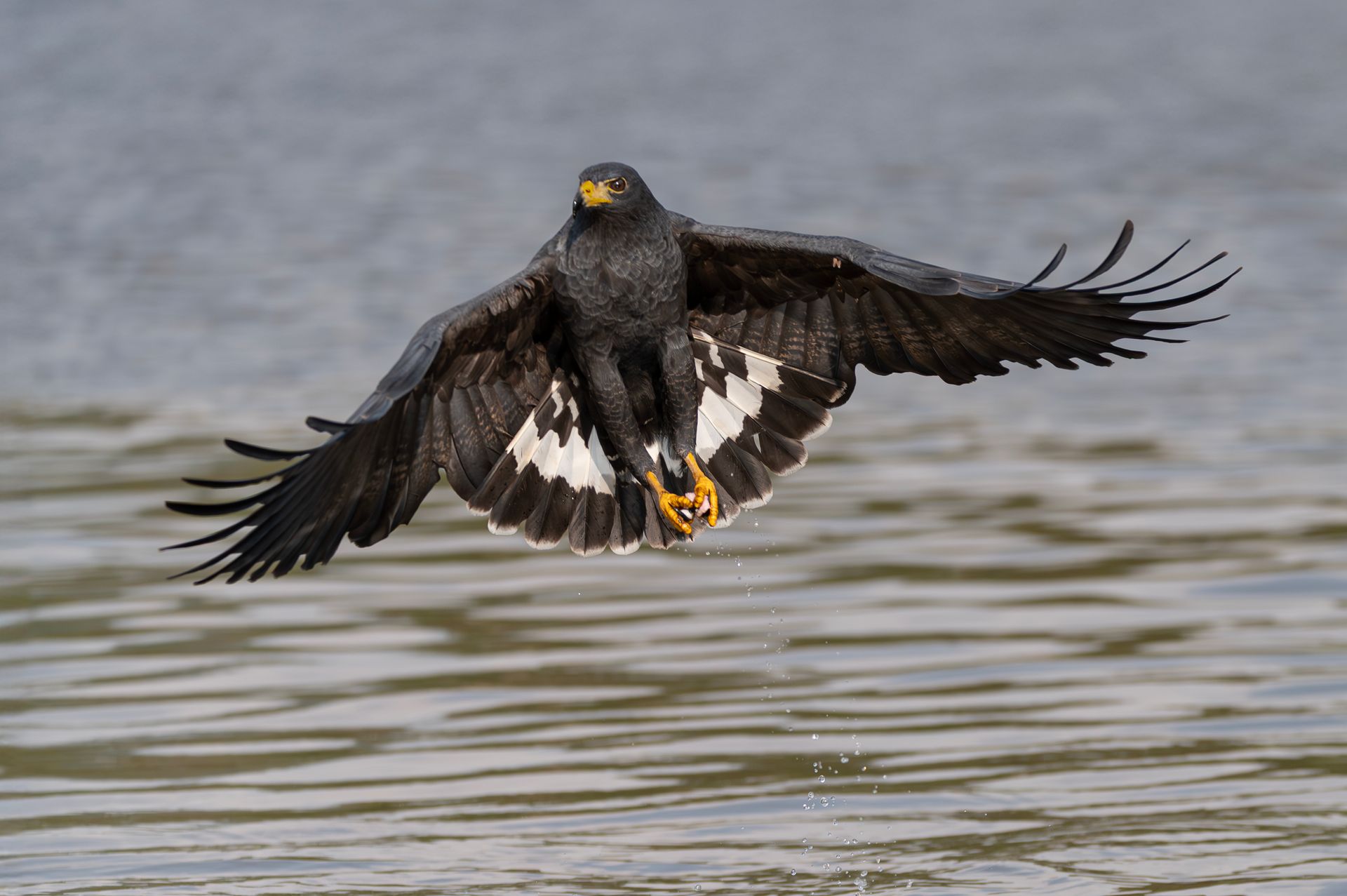 Majestic African Fish Eagle with wings spread, catching prey over a lake surface.