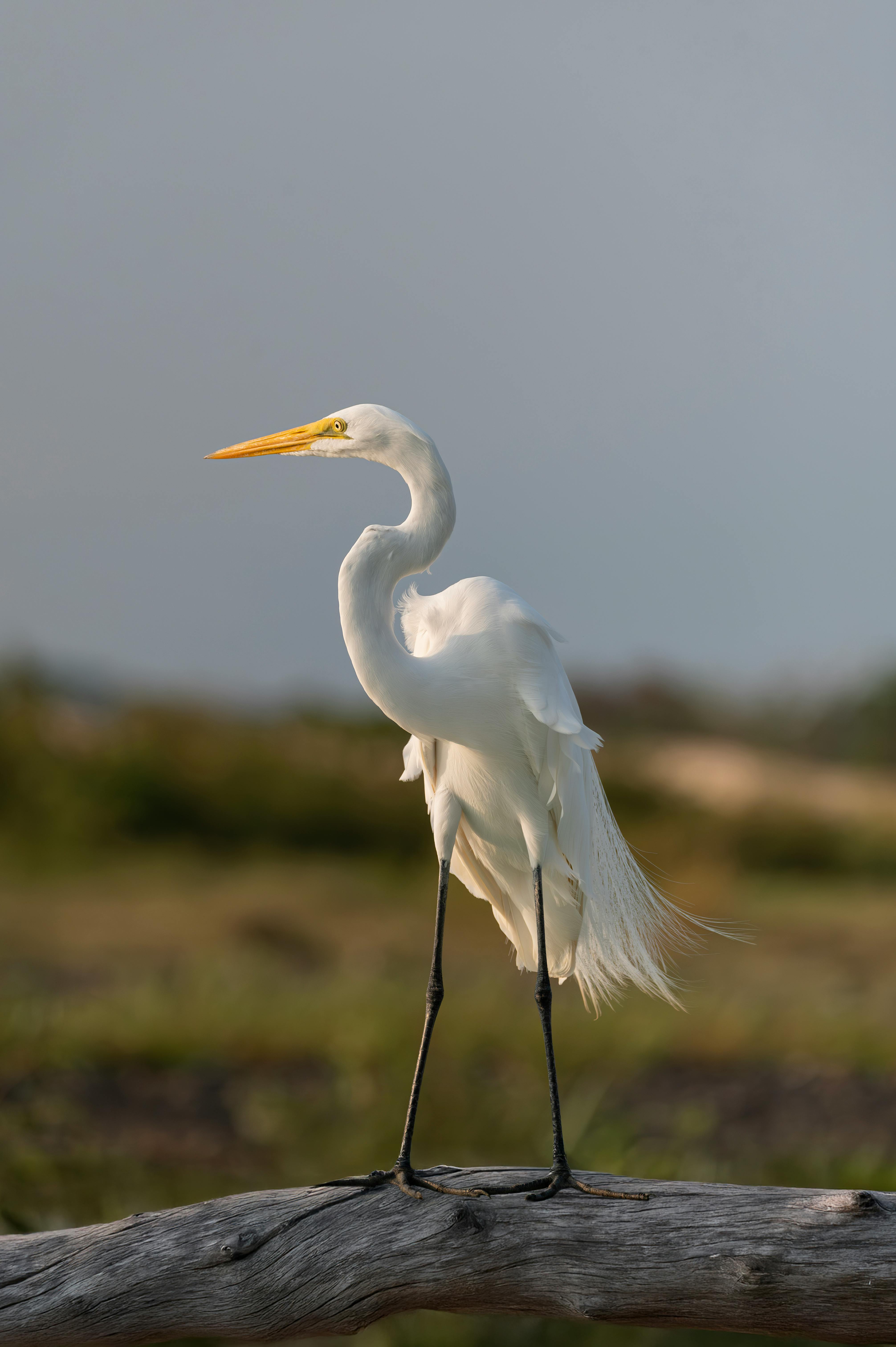 A majestic Great Egret perched gracefully on a log, showcasing its stunning white plumage in a natural setting.
