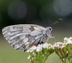 Close-up of Butterfly Resting on Flowers