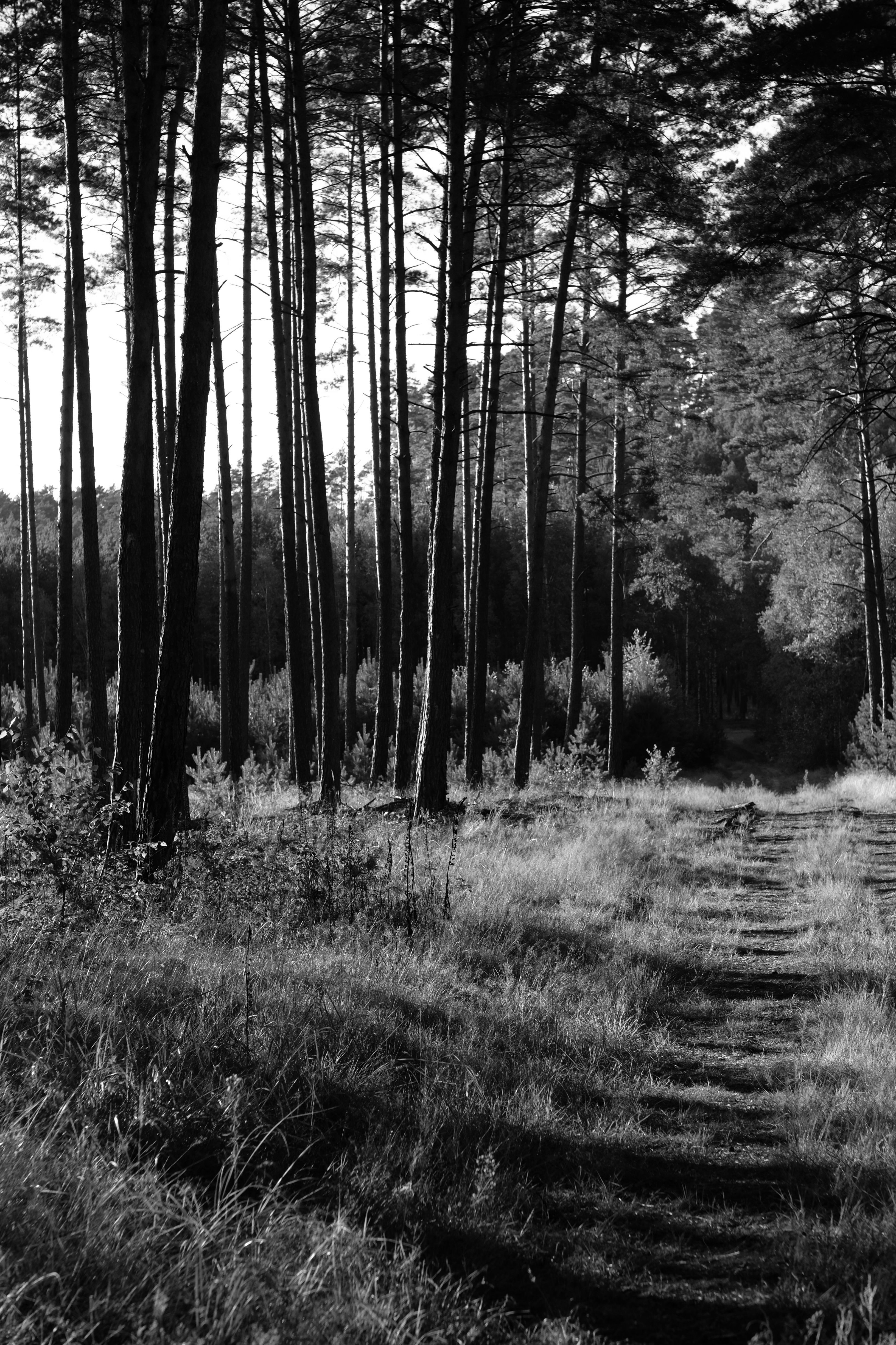 Serene Black and White Forest Pathway Scene · Free Stock Photo