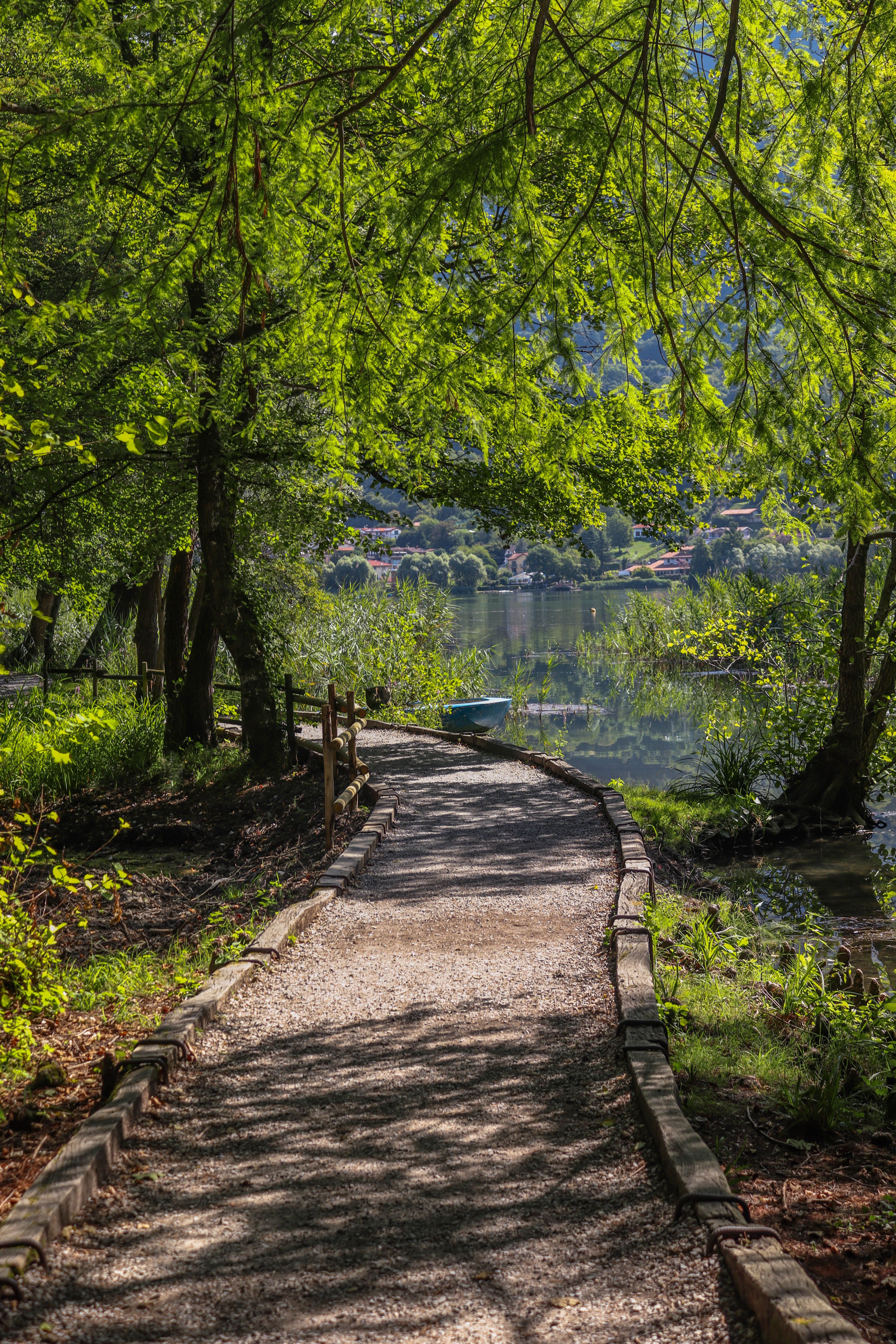 peaceful-lakeside-path-through-green-forest-free-stock-photo