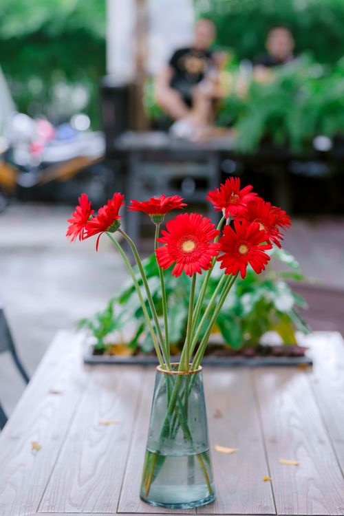Free Bright red gerbera daisies beautifully arranged in a clear glass vase on a wooden table outdoors. Stock Photo