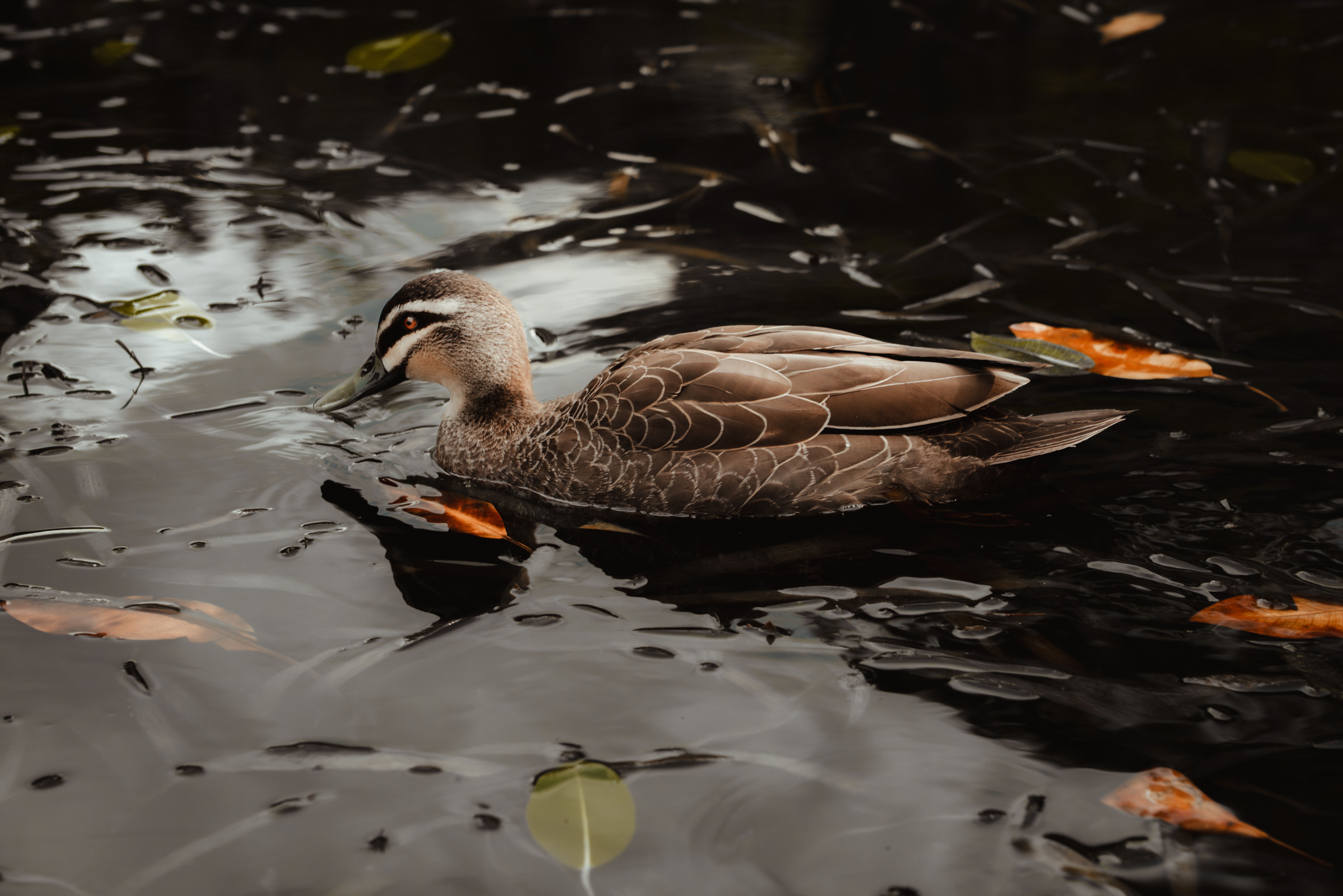 Migratory wading birds at a coastal wetland under overcast skies