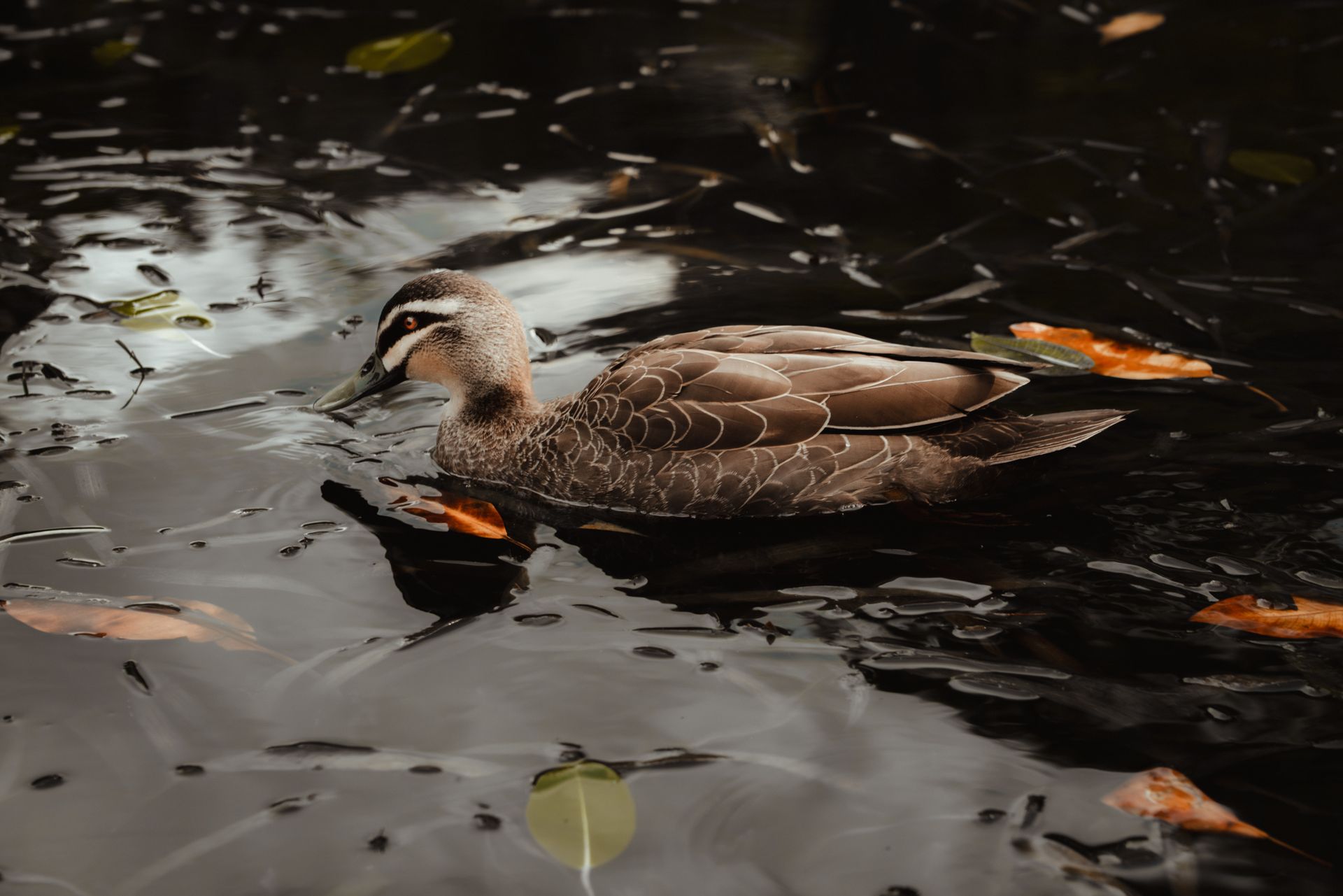 Migratory wading birds at a coastal wetland under overcast skies