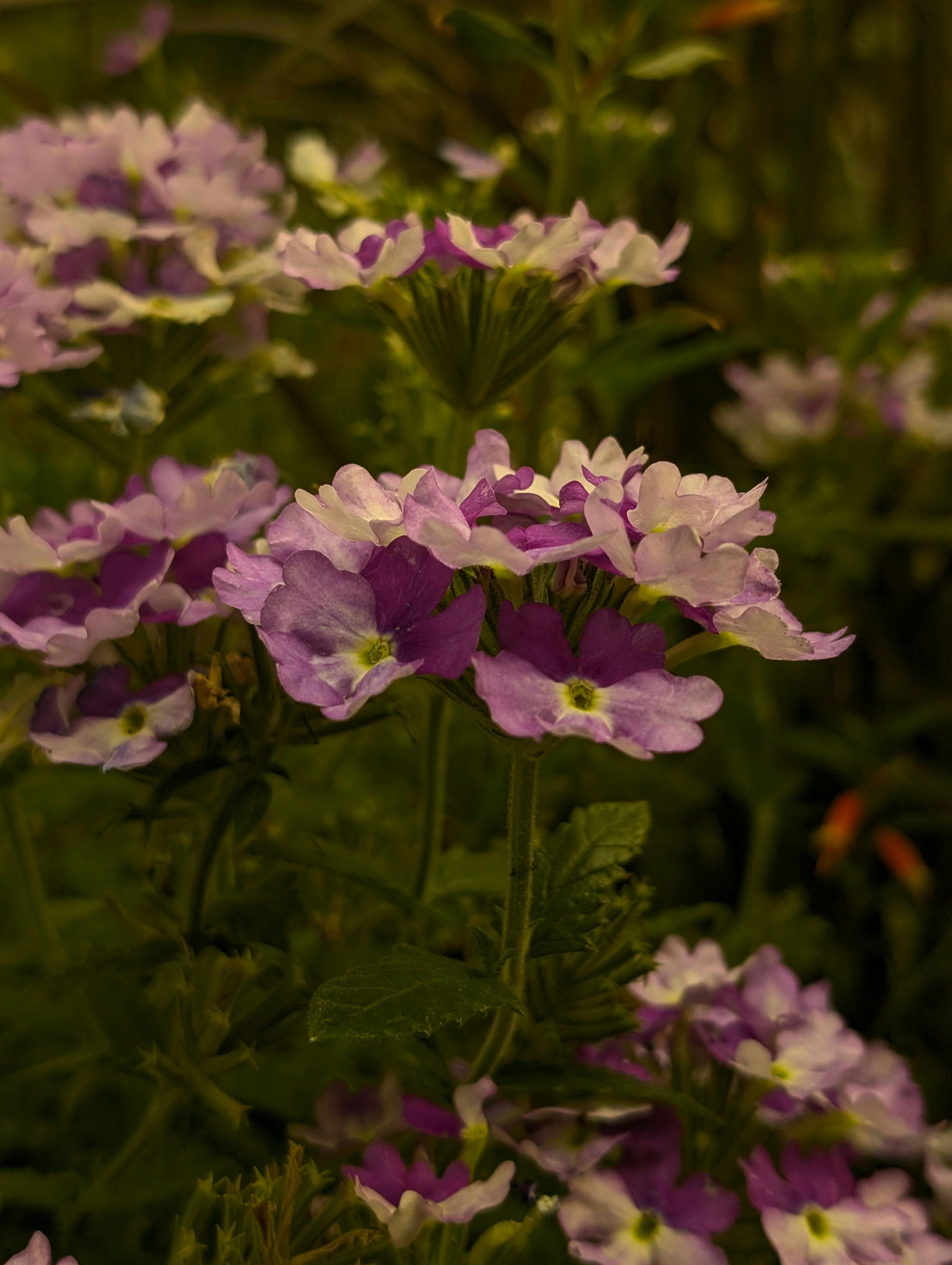 [ColoSach]-vibrant-purple-and-white-verbena-flowers-in-a-lush-autumn-garden-setting.