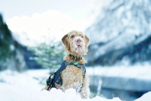 Long-coated Fawn Dog on the Snowy Field