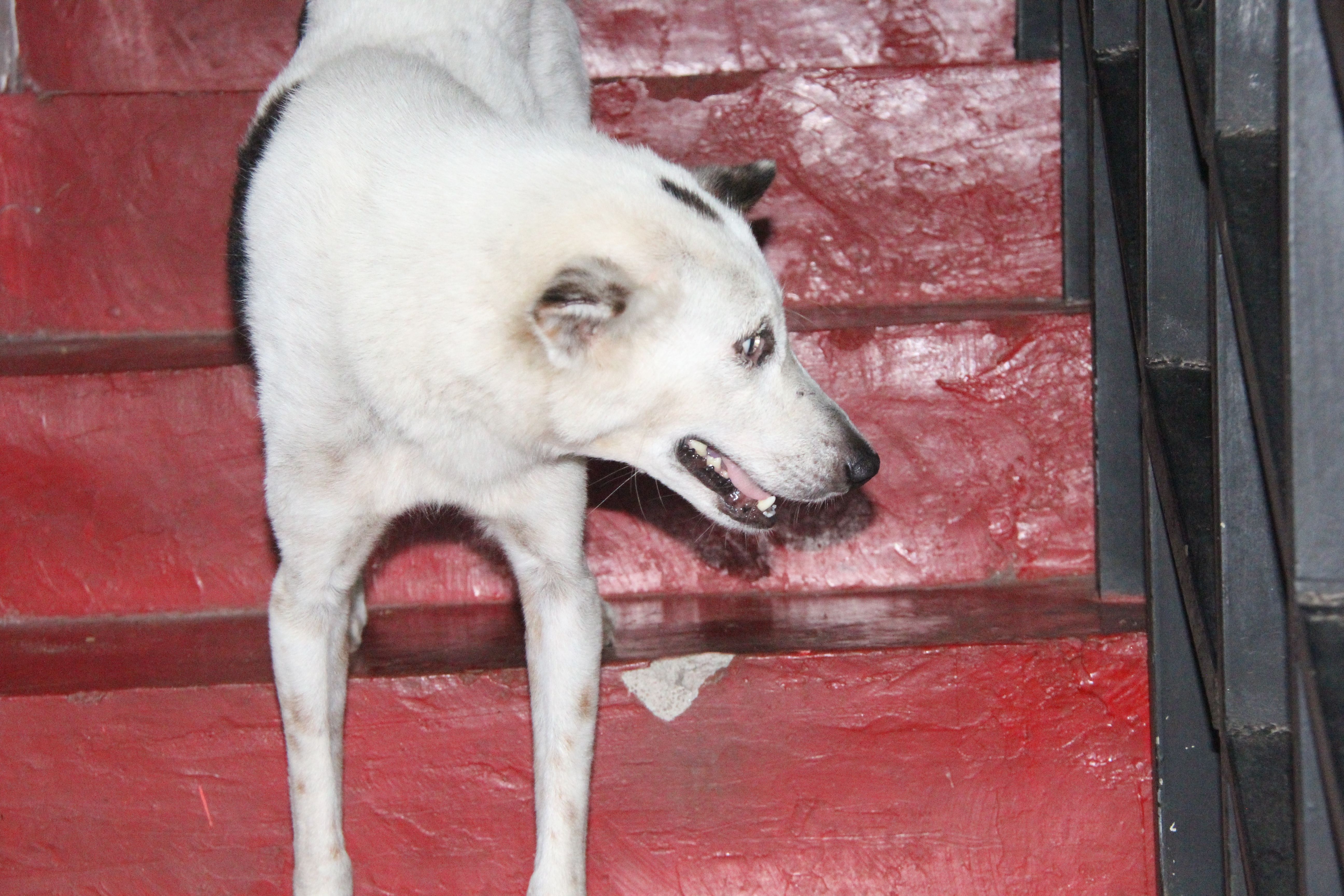 Gratis stockfoto met babyhondje, harige vriend, hond Stockfoto